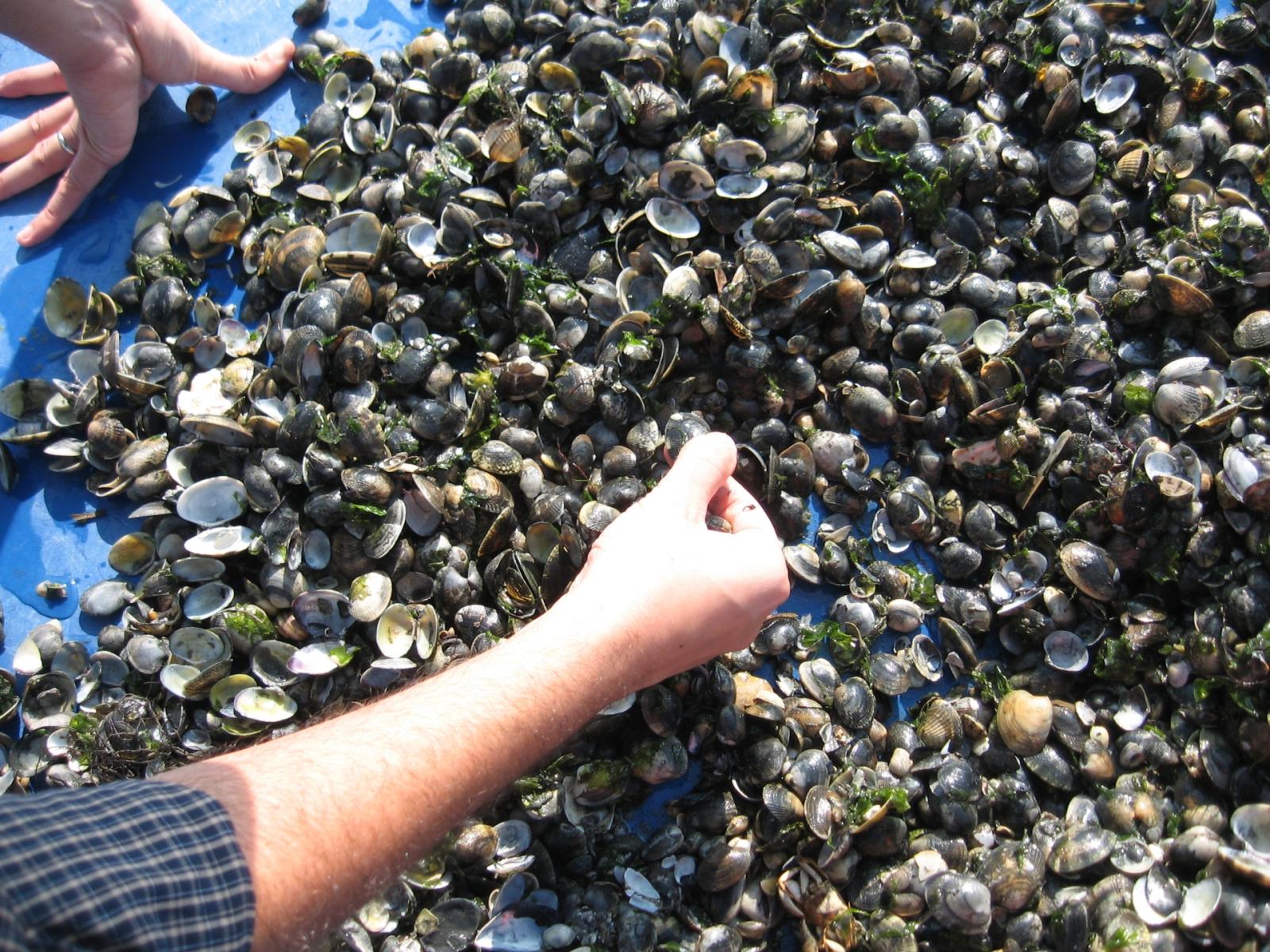 Vongole abusive dalla laguna inquinata: in 120 a processo