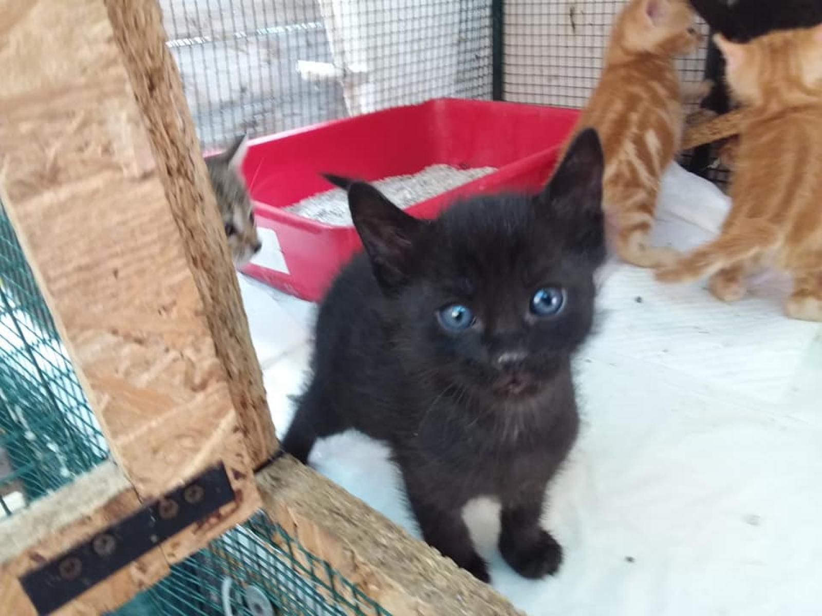 &ldquo;Il cibo per i gatti datelo ai volontari&rdquo;