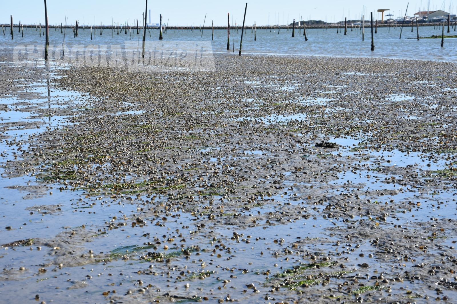 Il mare invade le lagune, strage di vongole
