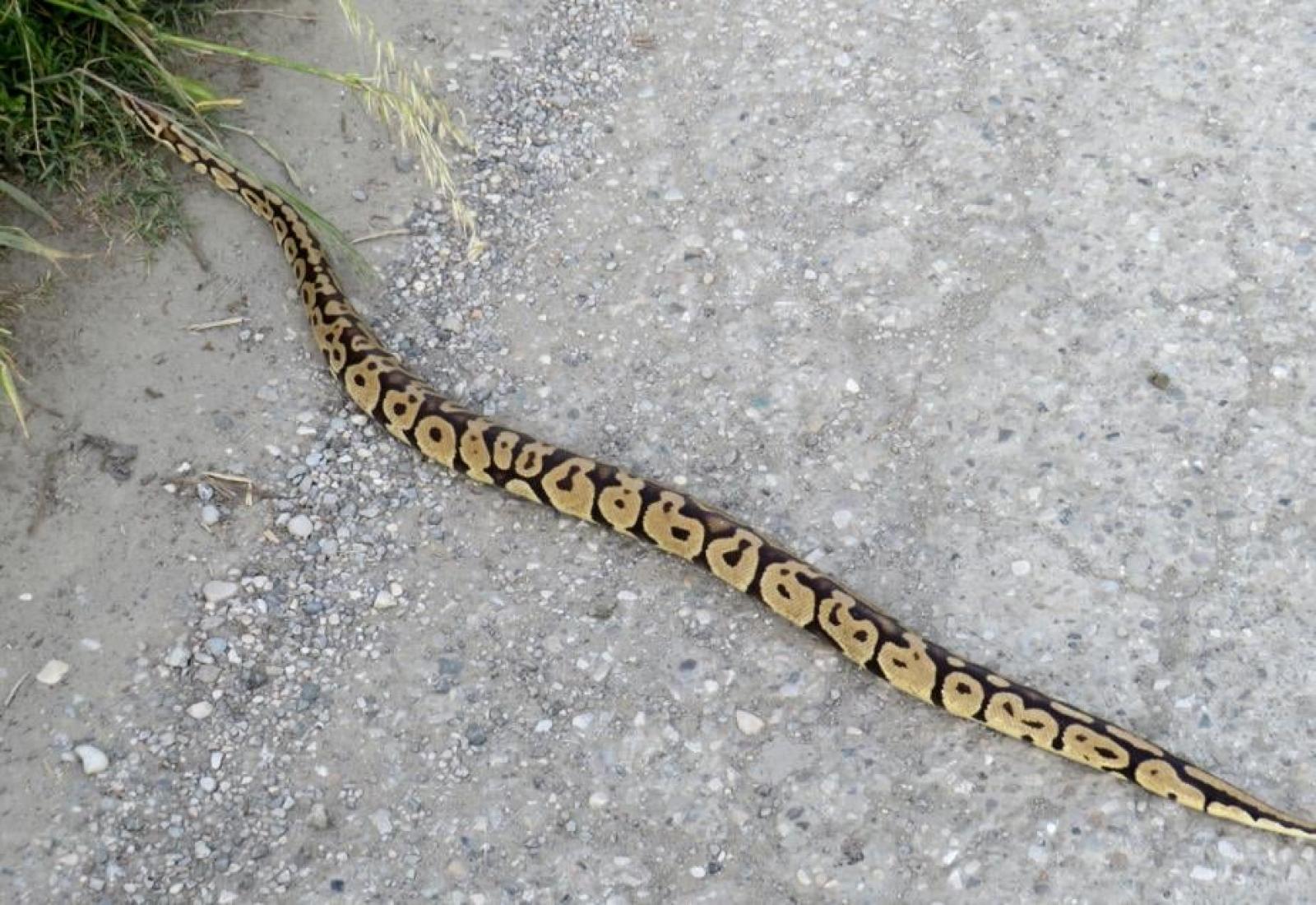 Trovano un pitone in soffitta 