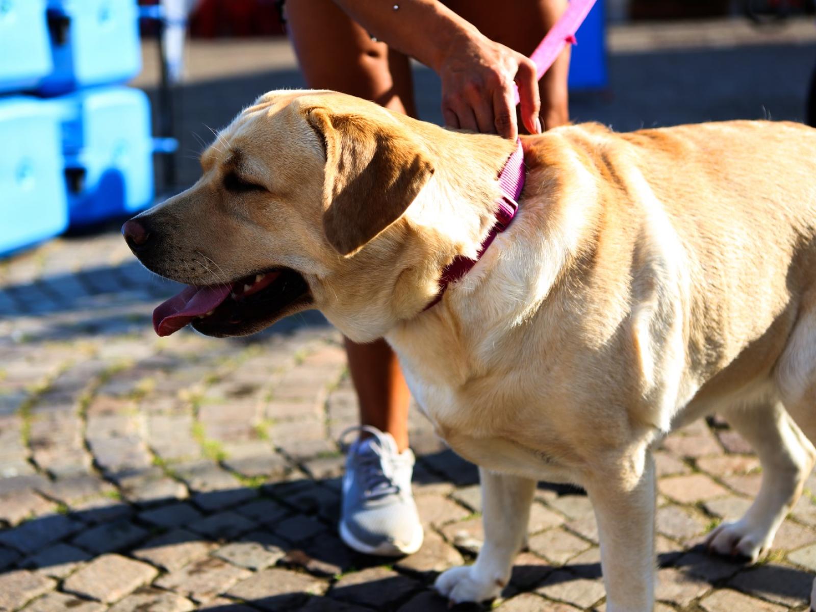 Cani da soccorso, tutti possono provare!