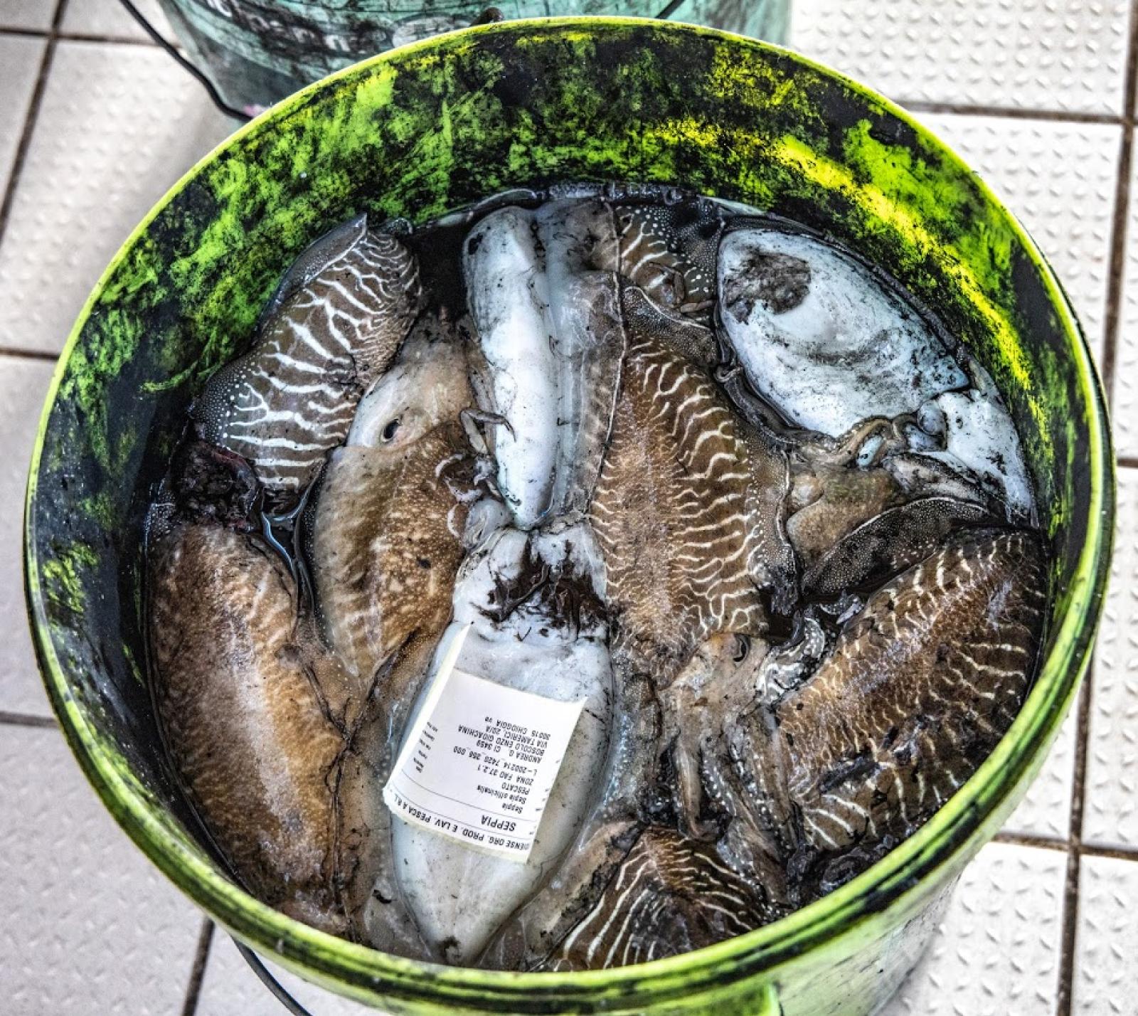 Pesca delle seppie, ordinanza per regolarla