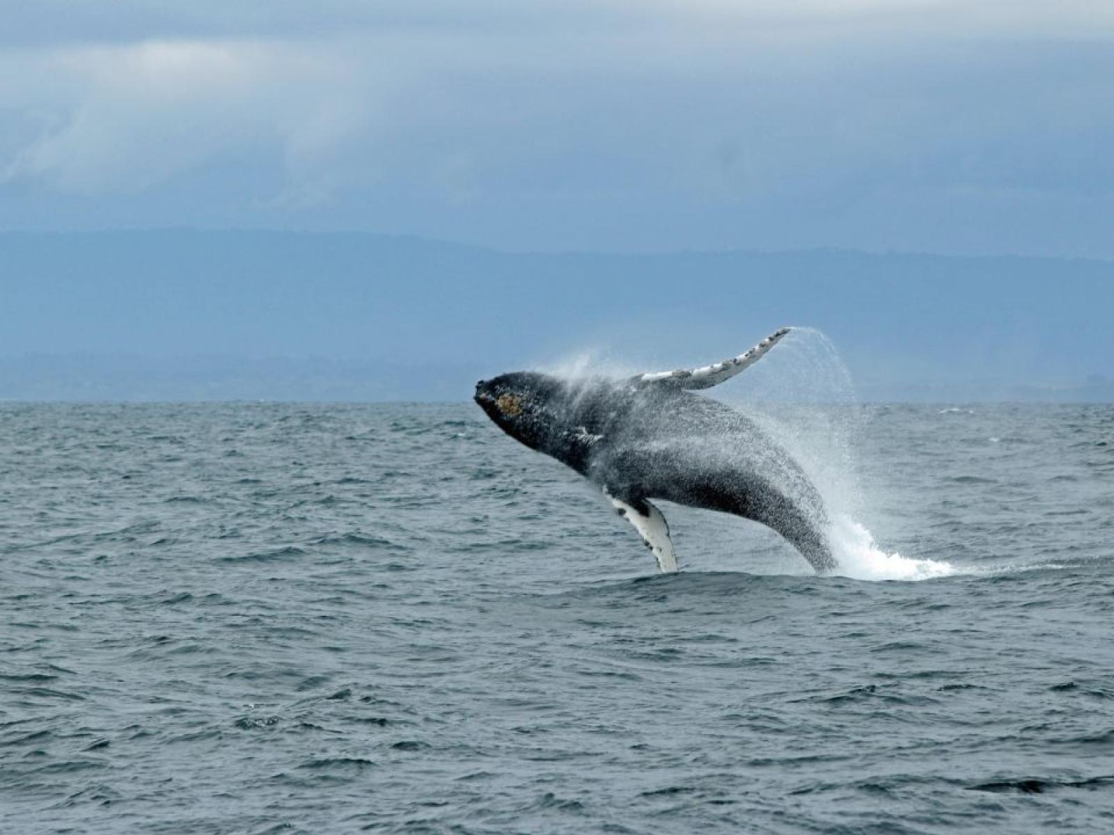 balese, cetacei, Museo di Zoologia Adriatica Giuseppe Olivi di Chioggia torna l&rsquo;appuntamento estivo con il&nbsp; Cineforum Scientifico 