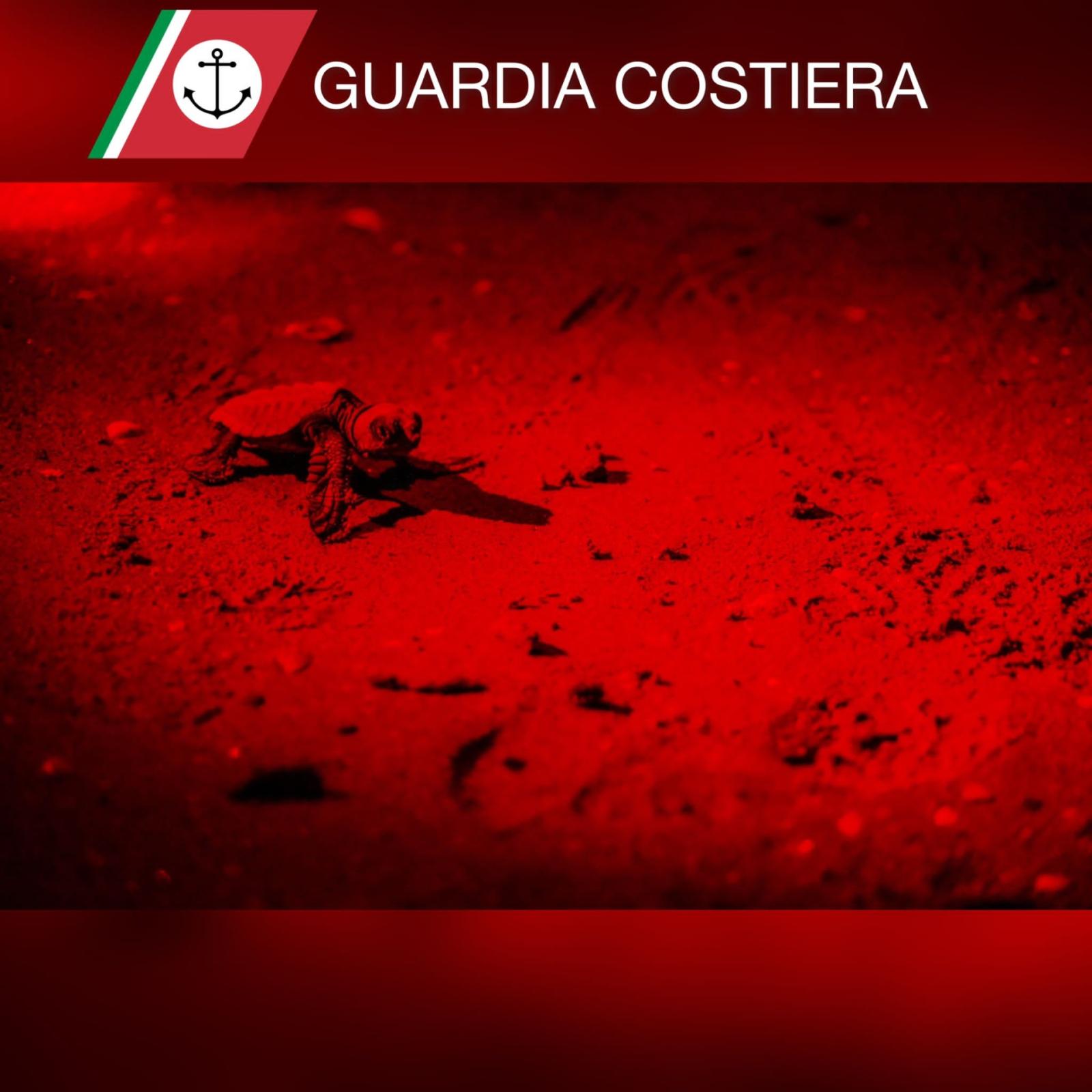 Emozione sulla spiaggia: si sono schiuse le uova delle tartarughe