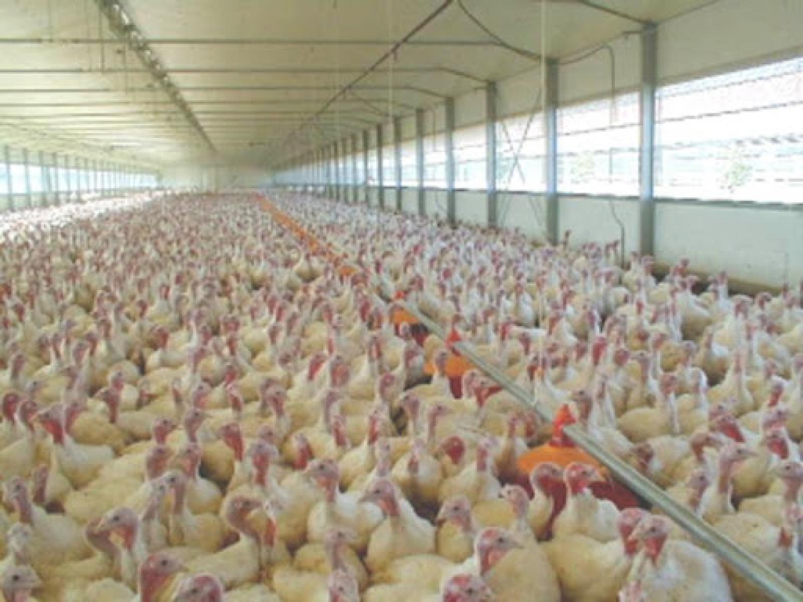 Allerta aviaria, 29 mila tacchini abbattuti per contenere il primo focolaio