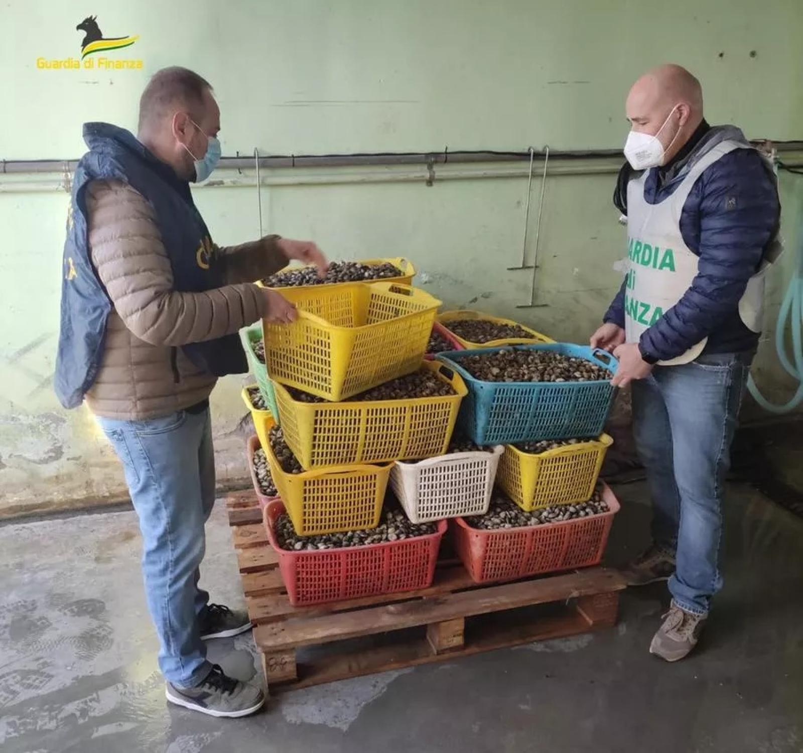 Sequestrato laboratorio abusivo di vongole
