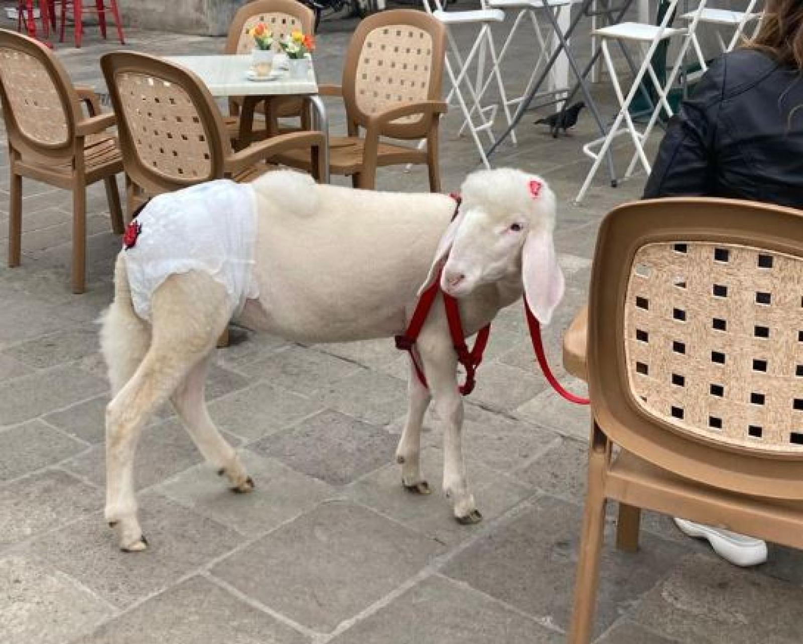 A spasso per il Corso con la pecora da compagnia