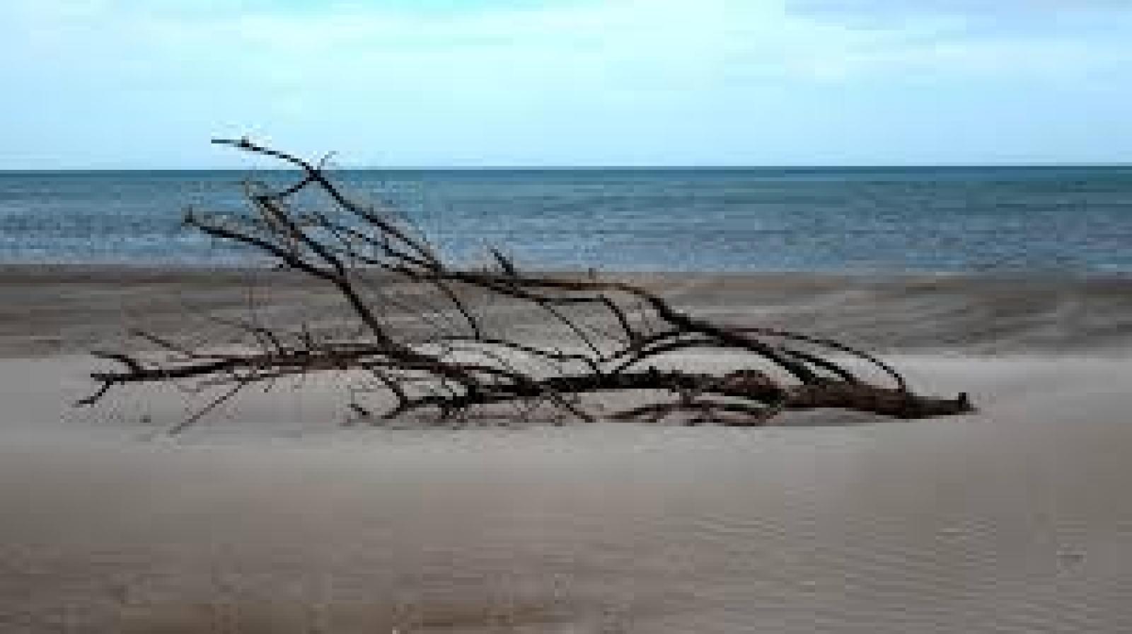 Il legno sulla spiaggia non pi&ugrave; rifiuto ma biomassa