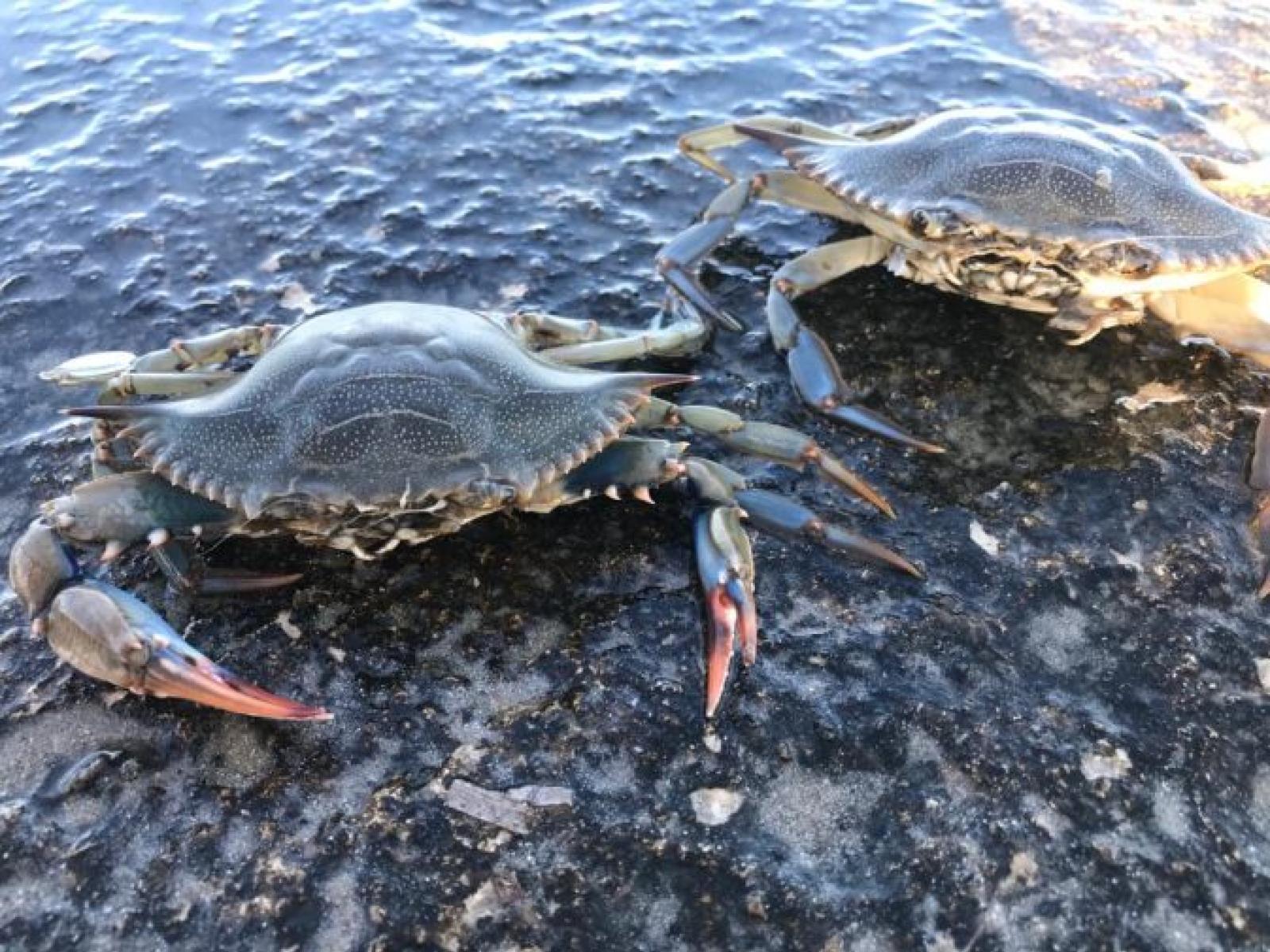 Granchio blu, minaccia o risorsa? Parte lo studio