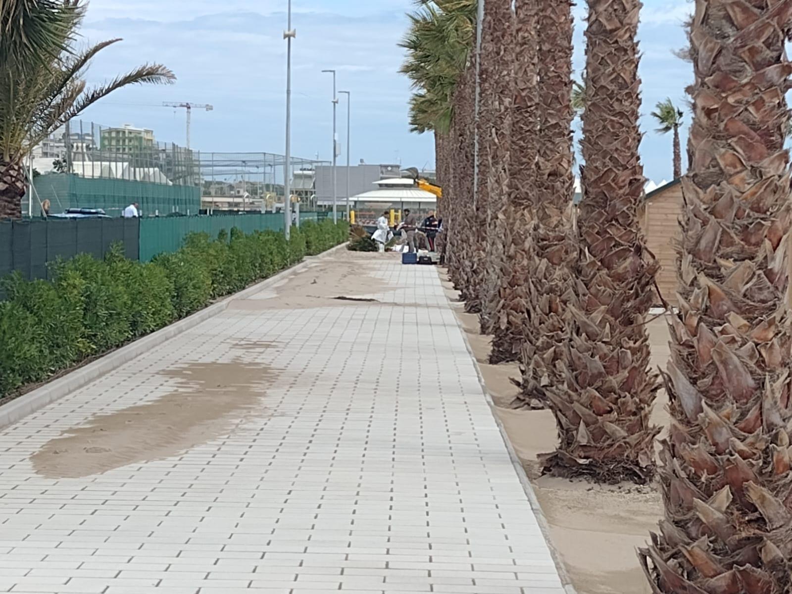 Si indaga sulla salute della palma caduta