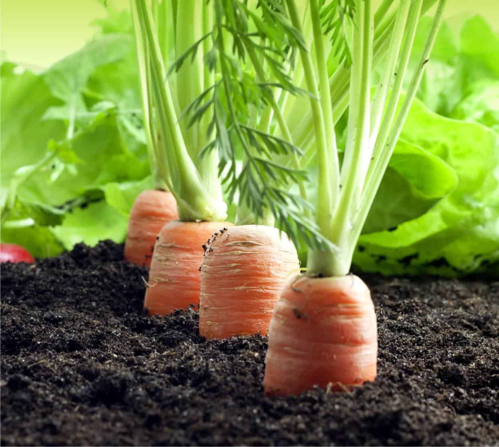 Prezzi record, invece, per le carote italiane