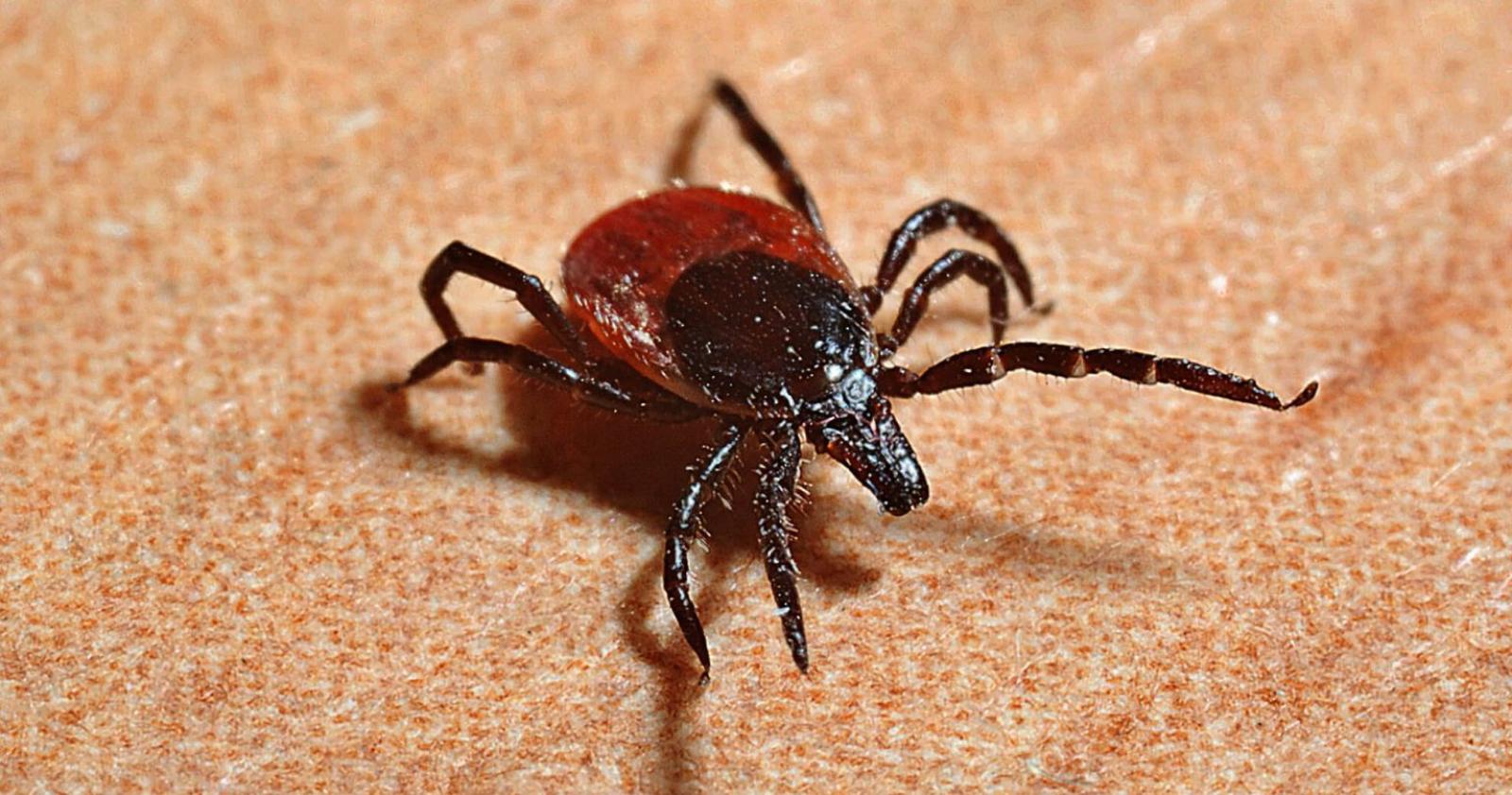 Arbovirosi in Veneto, 49 i casi  di Dengue ma tutti importati