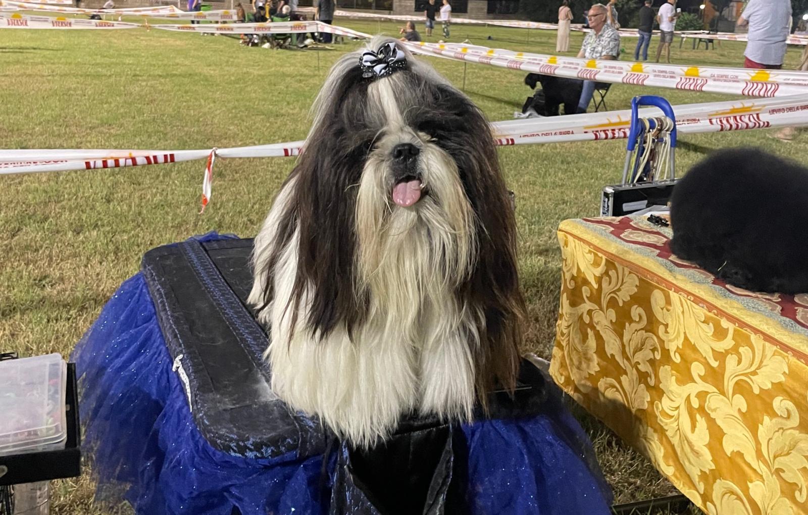 In 100 per una serata da cani