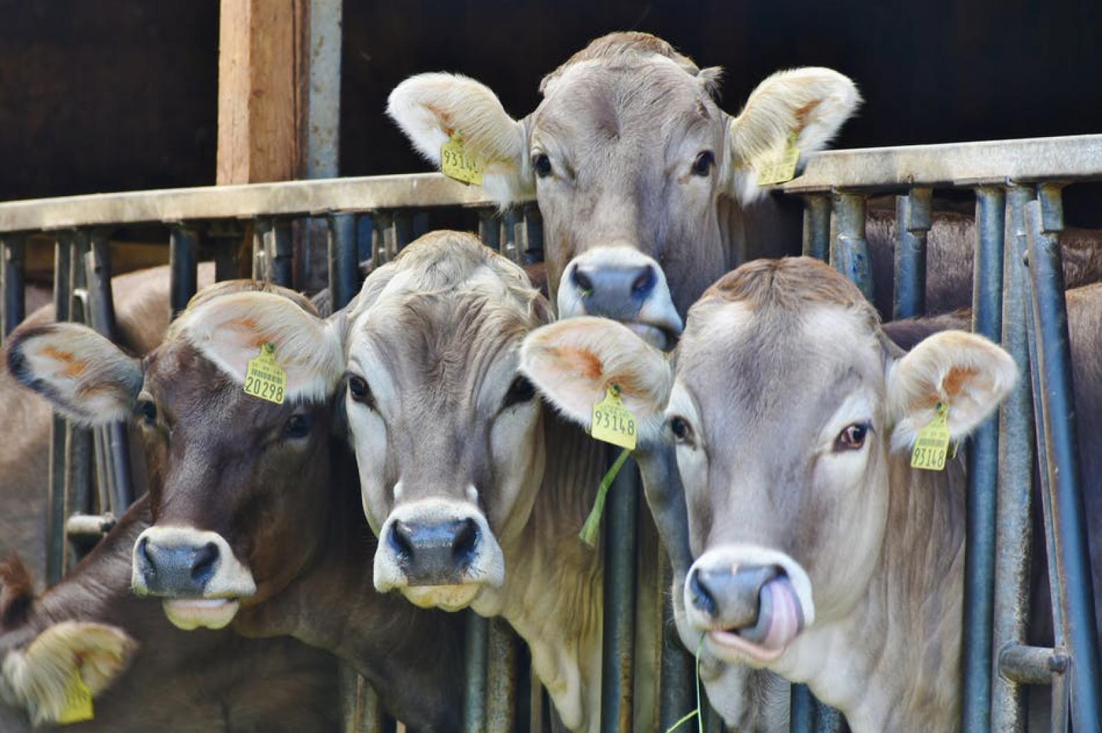 Focolaio di afta epizootica in Germania. Caner: "Si aumenti la vigilanza"
