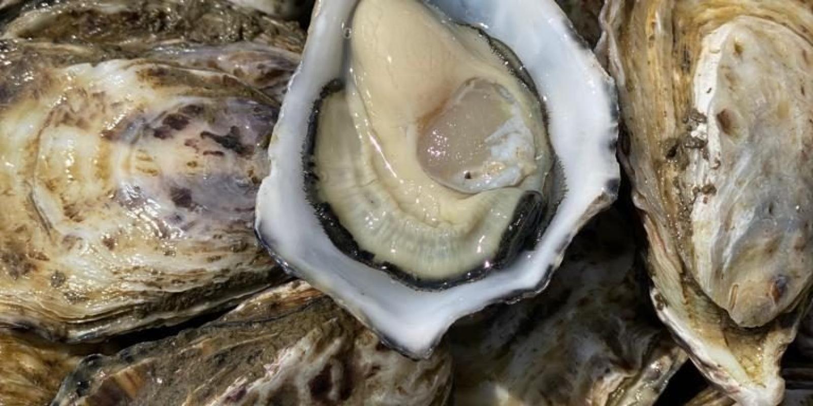 Clo, l'ostrica chioggiotta doc