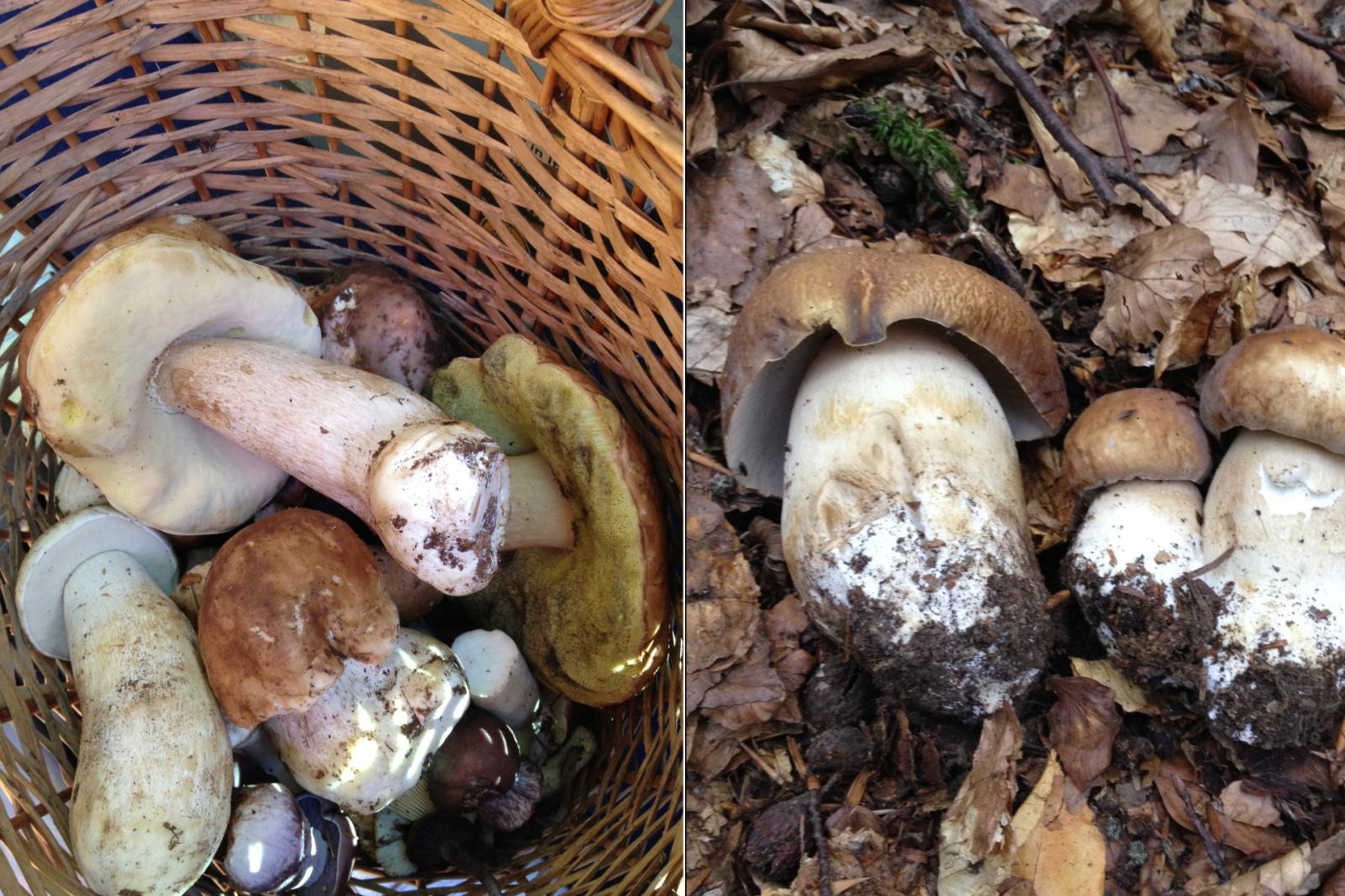 Intossicazioni da funghi: una giornata di formazione con l&rsquo;Ulss 3