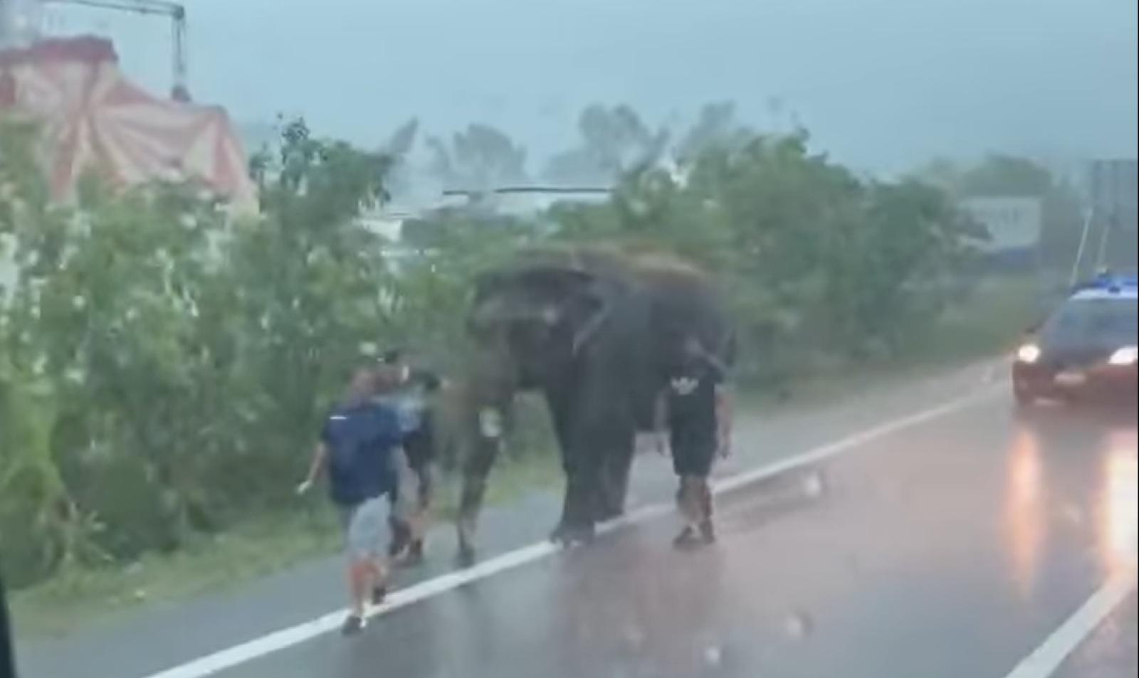 Elefante in Romea, intervengono i carabinieri