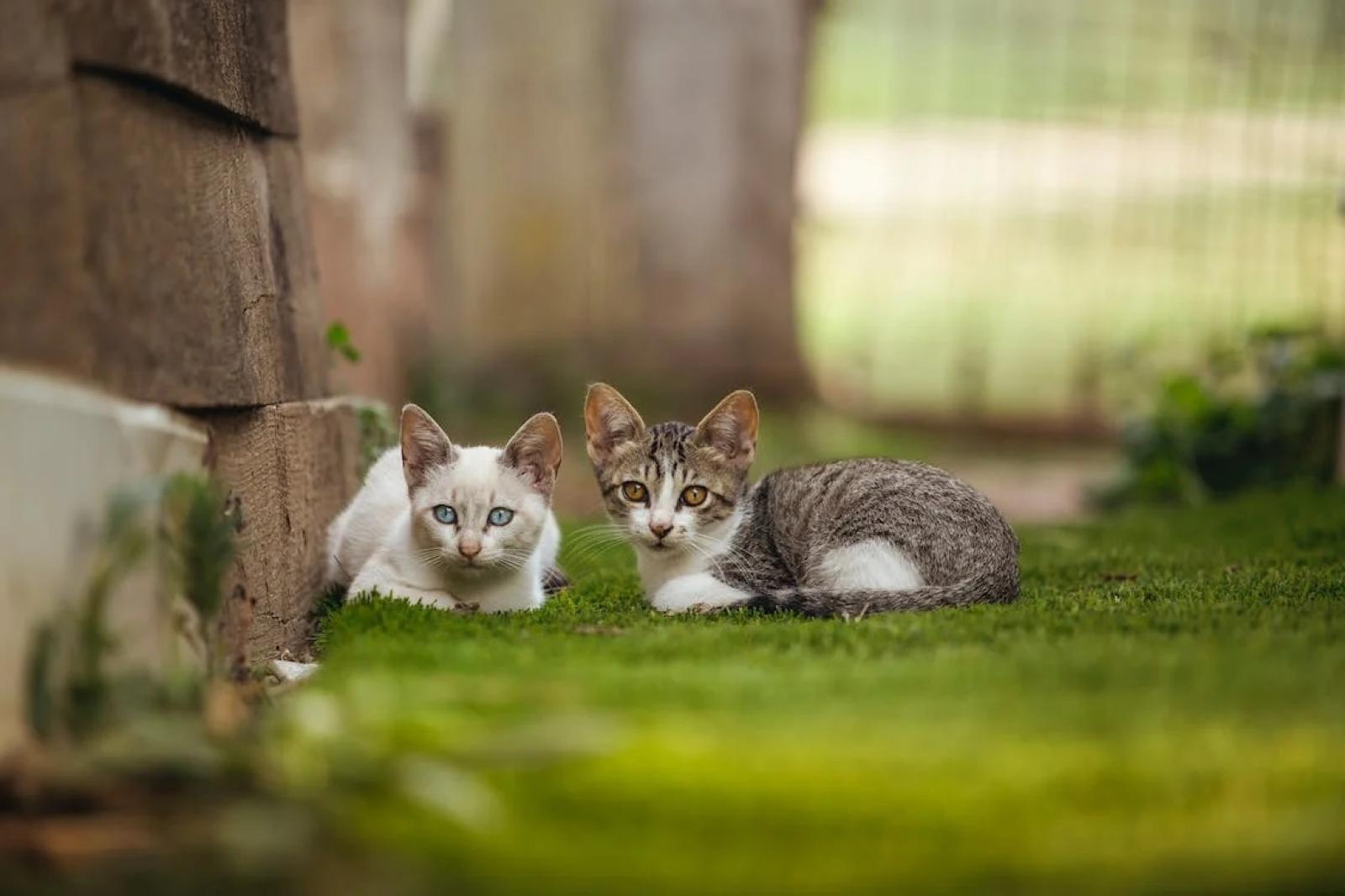 Marted&igrave; in consiglio si discute sull&rsquo;oasi felina