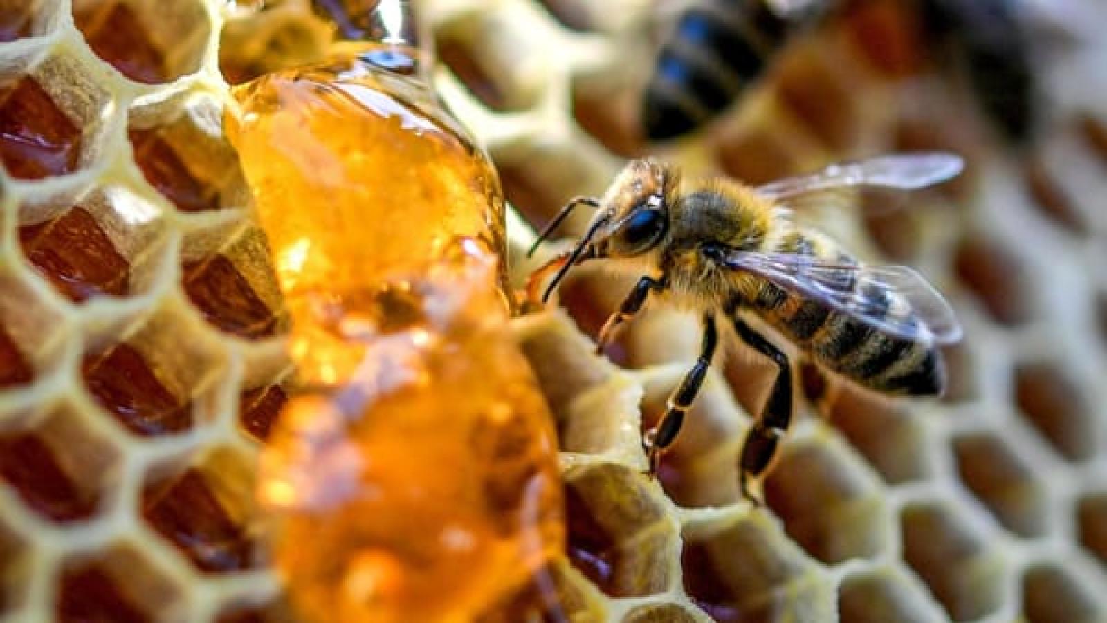 Il caldo torrido sfianca le api: perdita di un terzo del miele