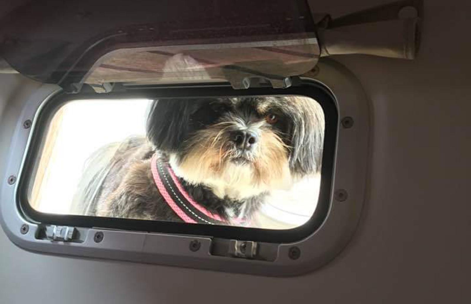 Skipper a 4 zampe, la regata per Fido e Micio