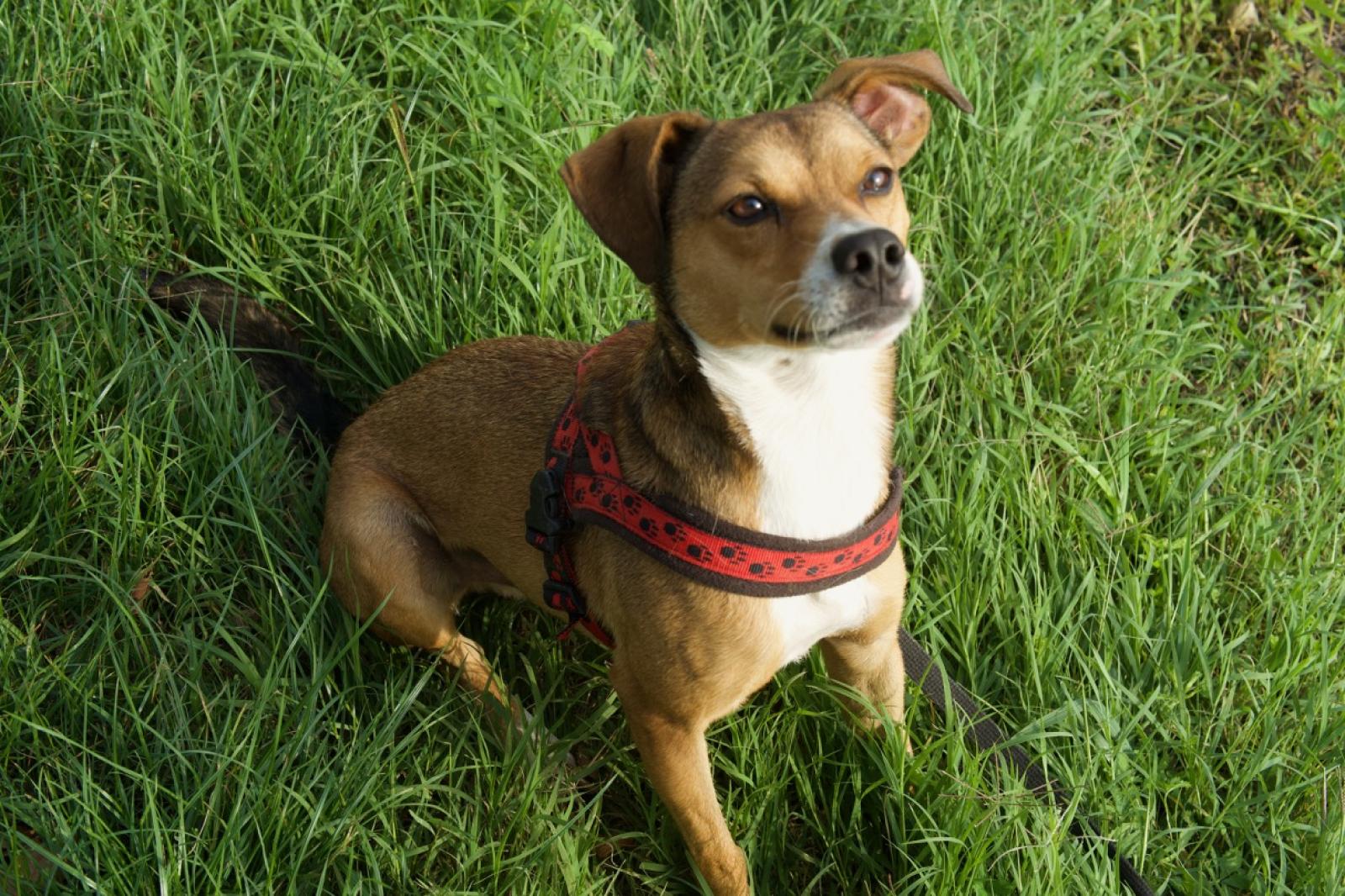 Ecco dove adottare il tuo cane!