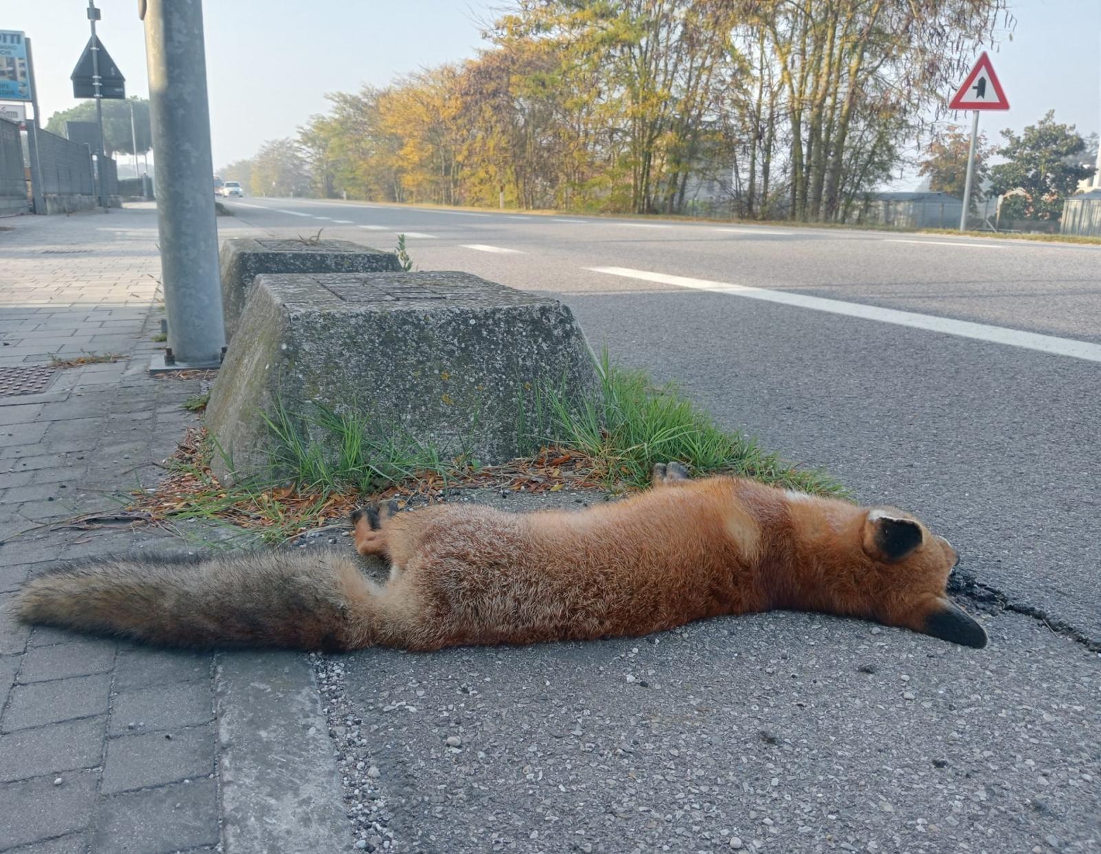 Volpe ammazzata in Romea