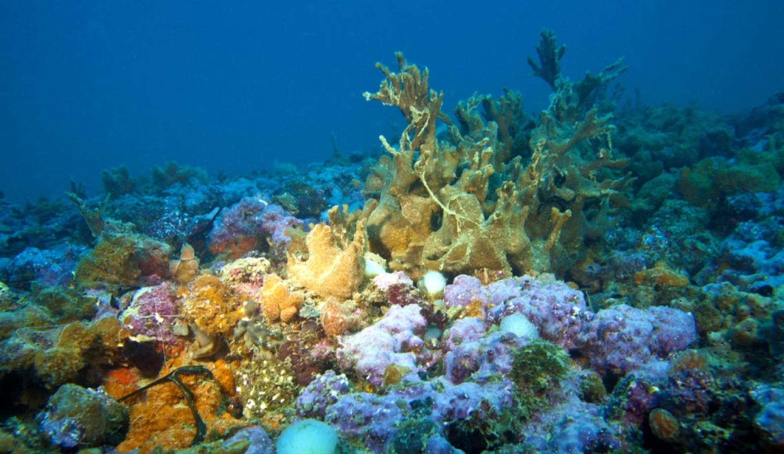 Le Tegnue di Chioggia diventano Zona Speciale di Conservazione