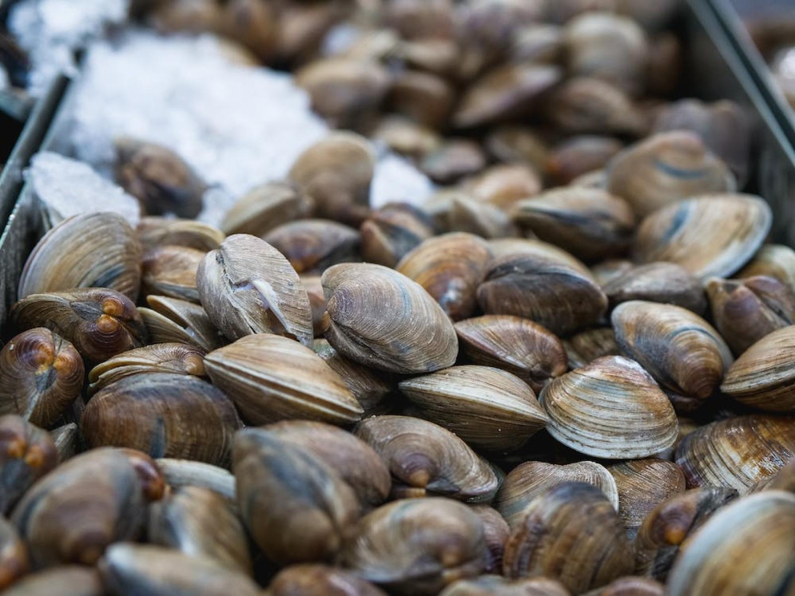Taglia minima delle vongole, arriva il via libera ufficiale