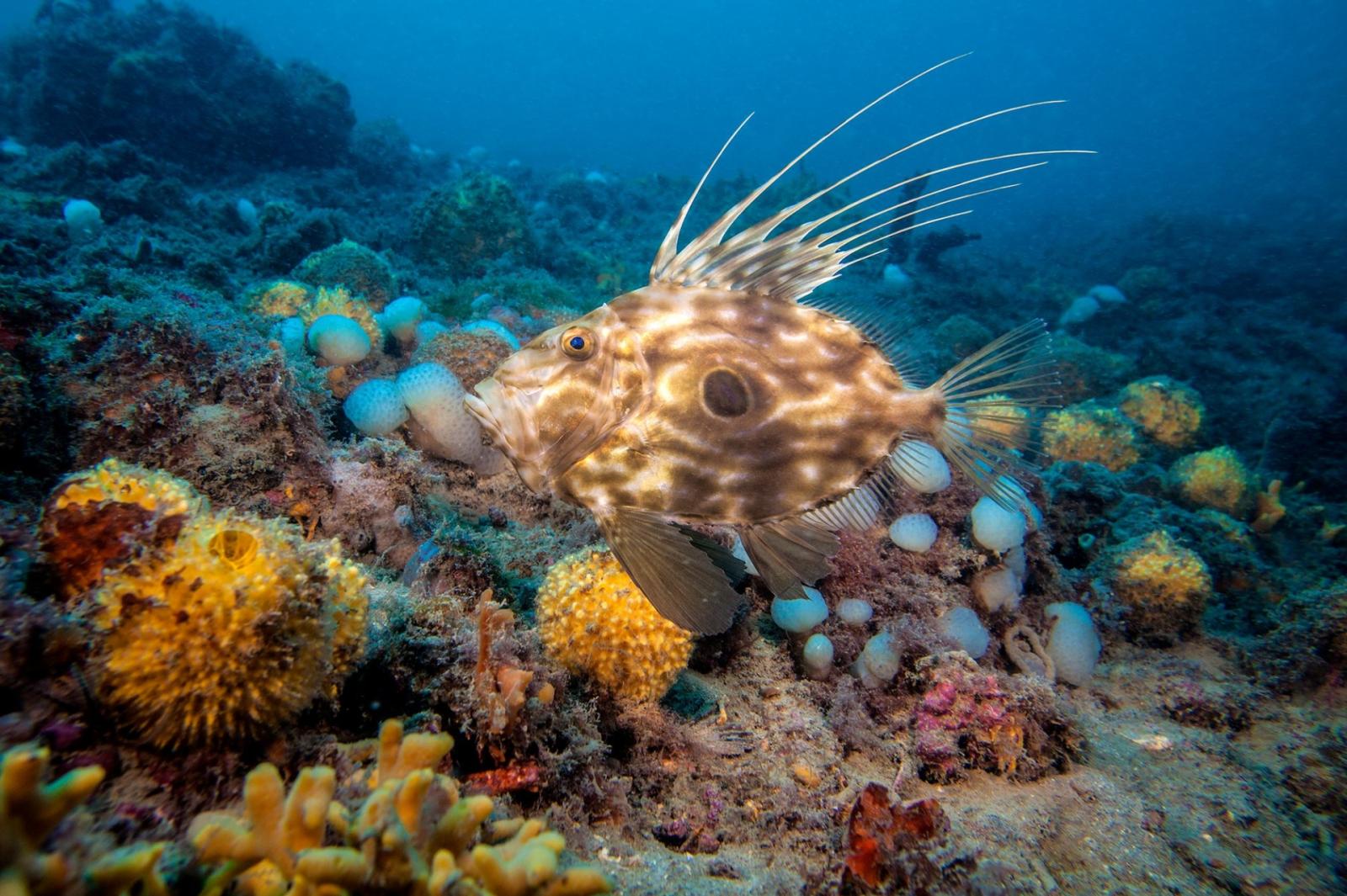 Le Tegn&ugrave;e quale patrimonio Unesco,  la presentazione al Summit del Mare