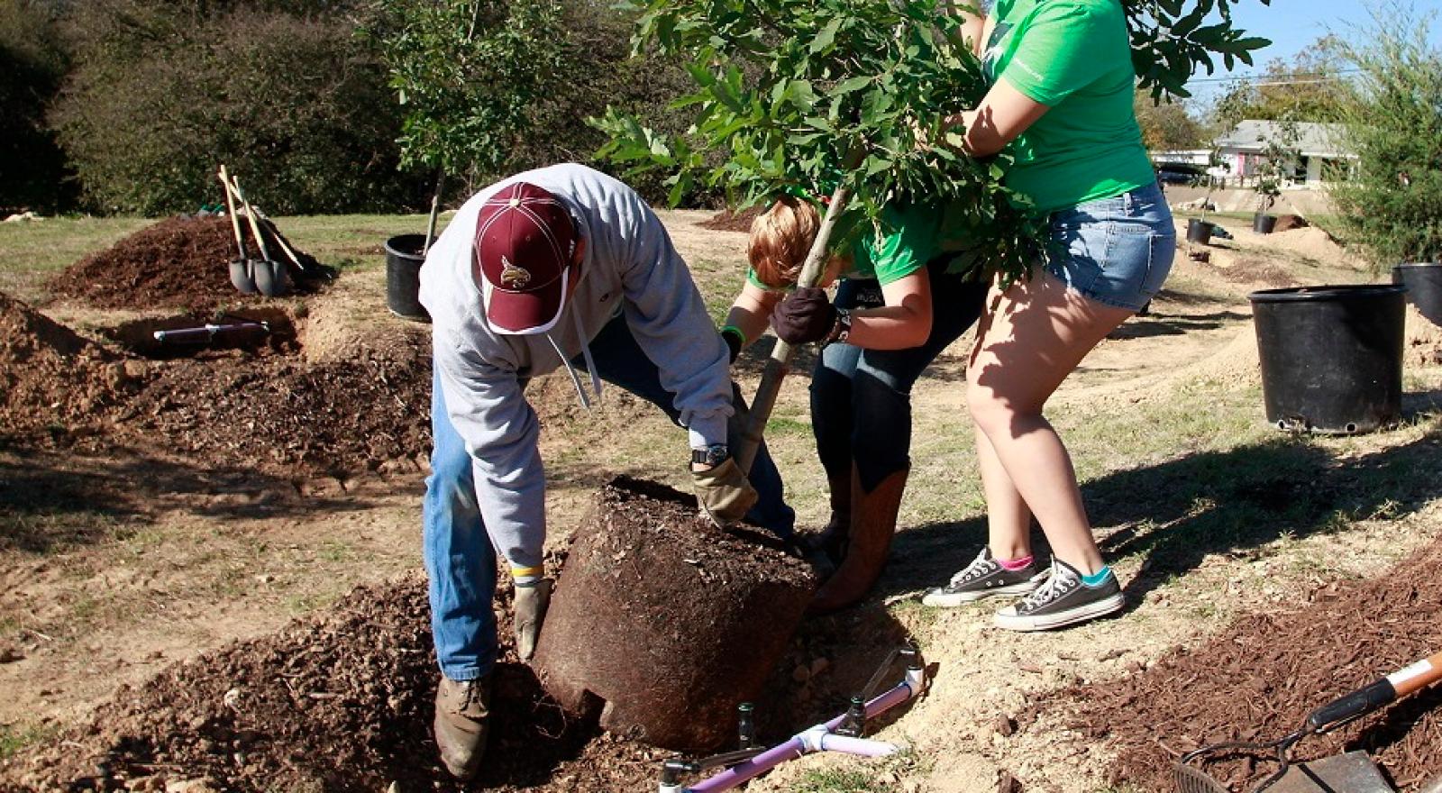 Verde pubblico, in arrivo 120 piante
