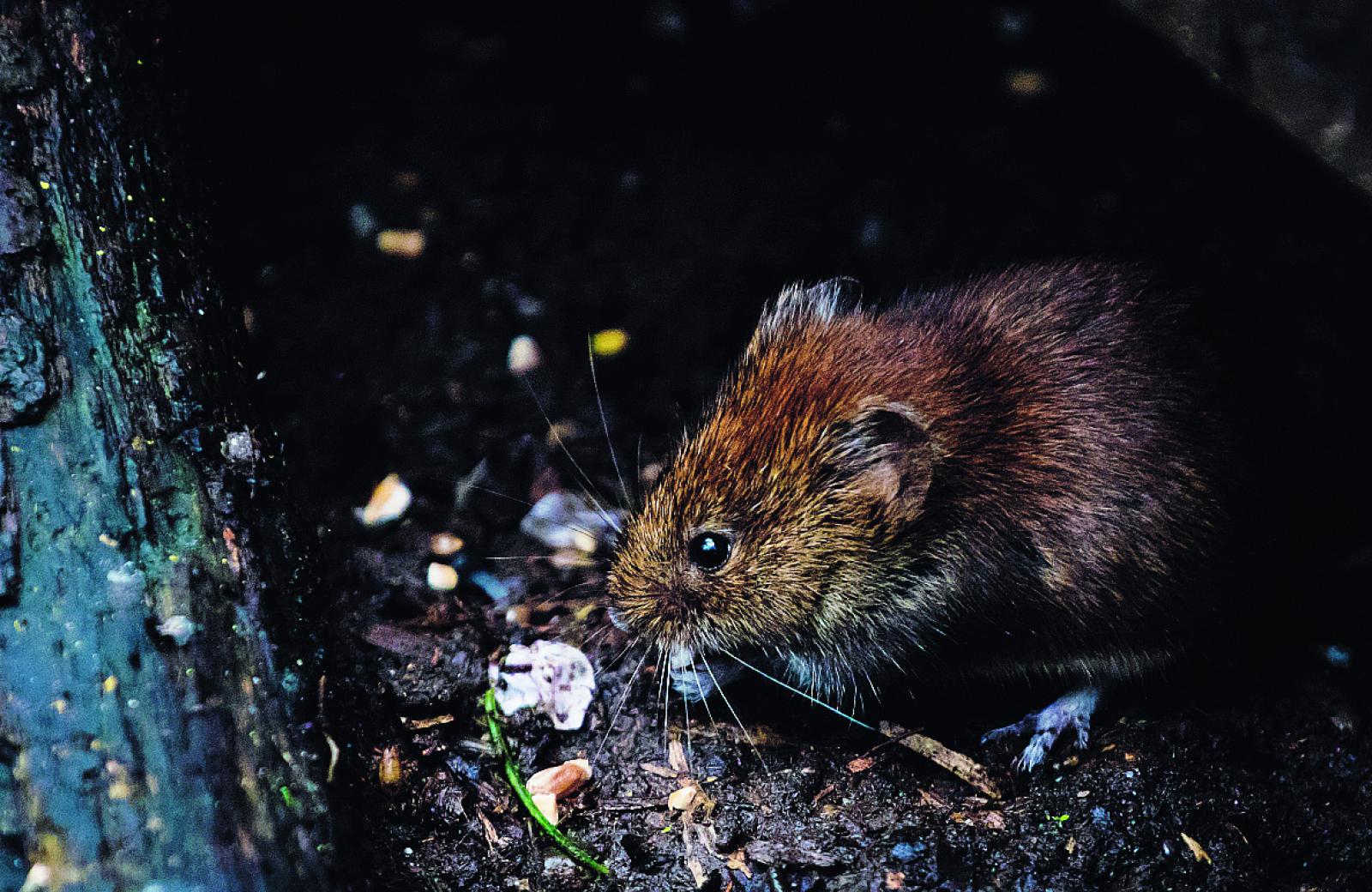 Emergenza ratti, iniziano gli sfalci del verde