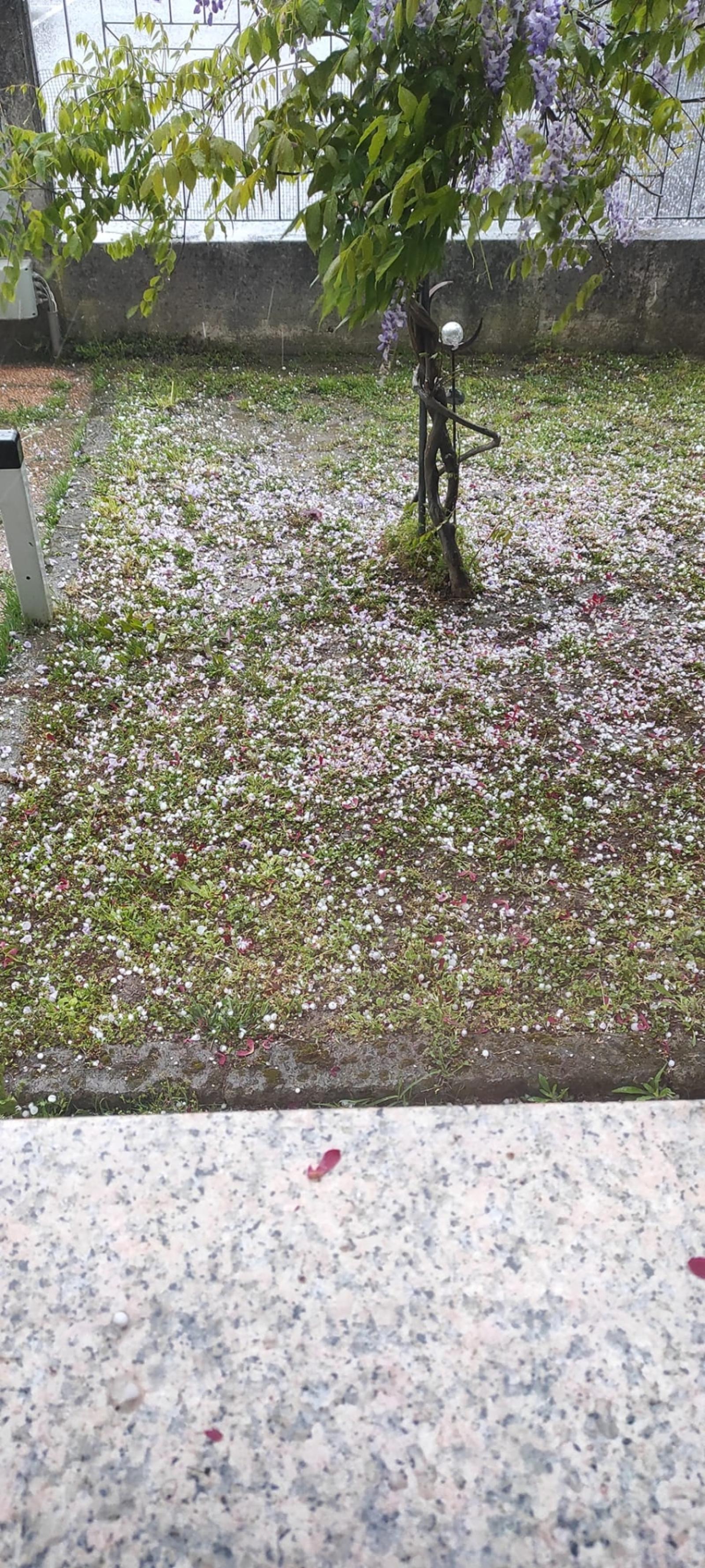 Grandine a Cavarzere: agricoltura in ginocchio