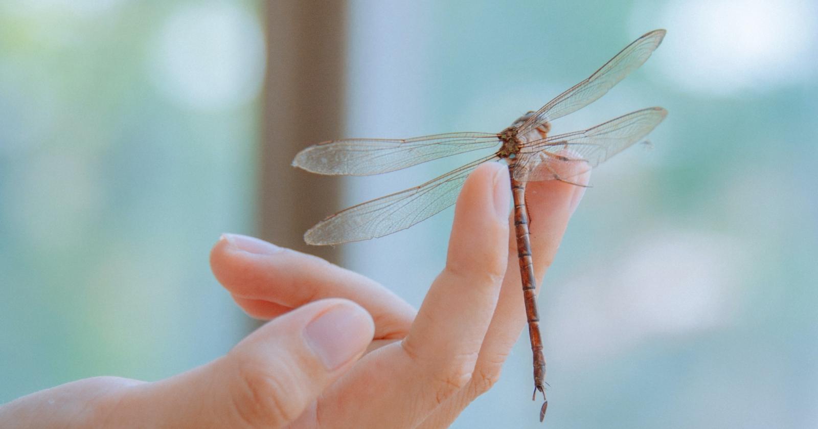 L&rsquo;oasi Le Marice protagonista di due splendidi eventi cittadini