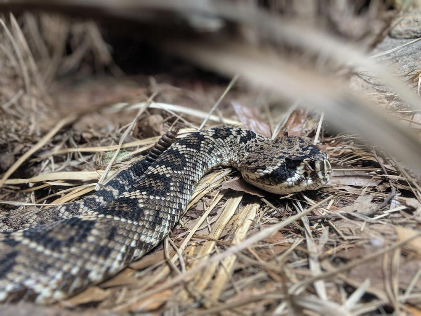 Vipera morde un dodicenne in spiaggia
