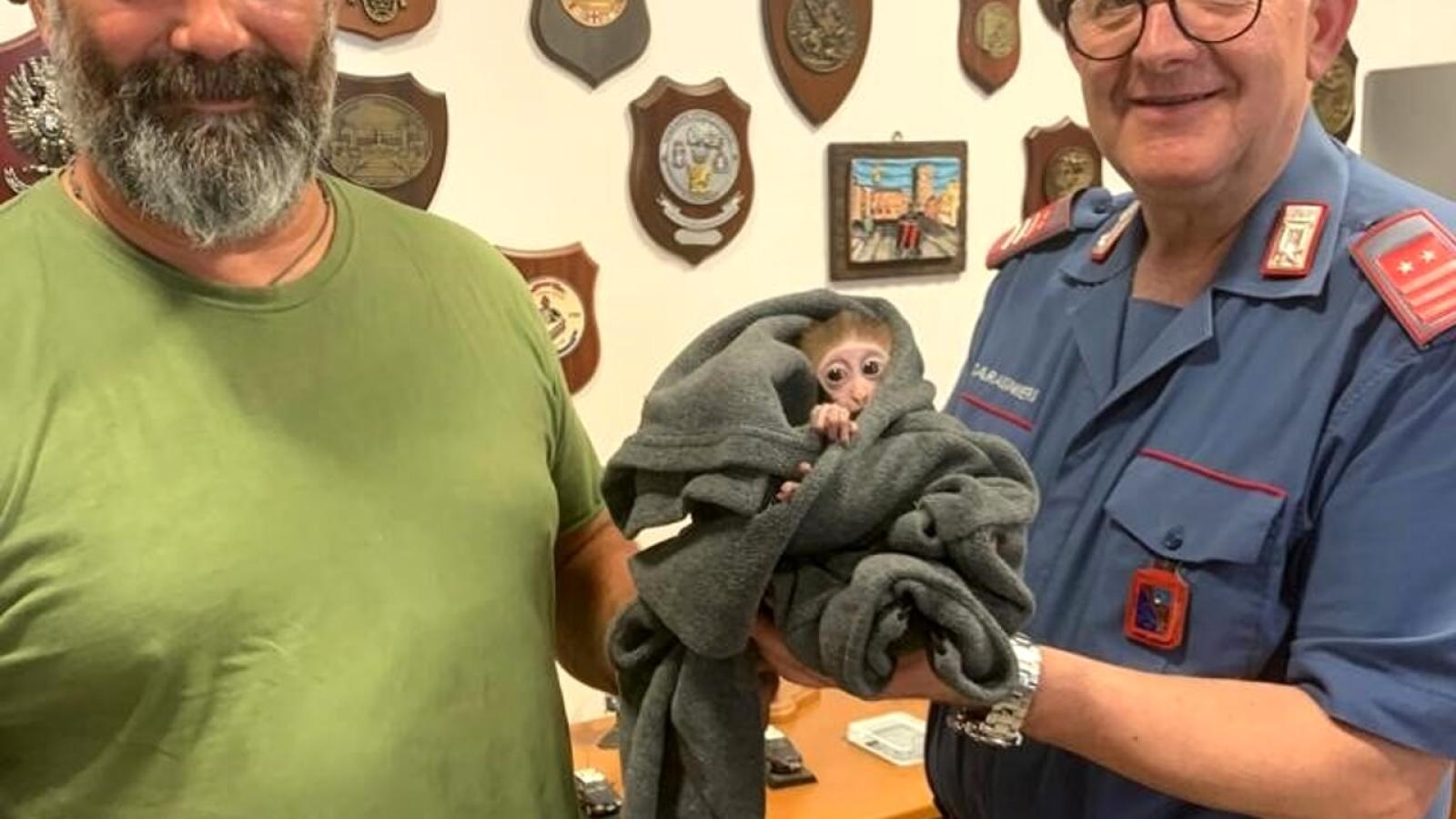 Cucciolo di macaco rubato e ritrovato