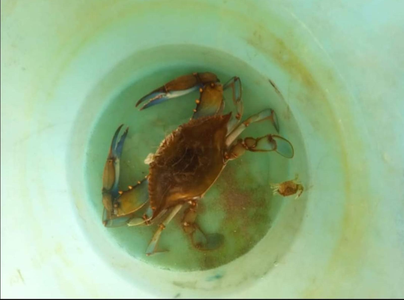 Granchi catturati e torturati : "Ora basta"