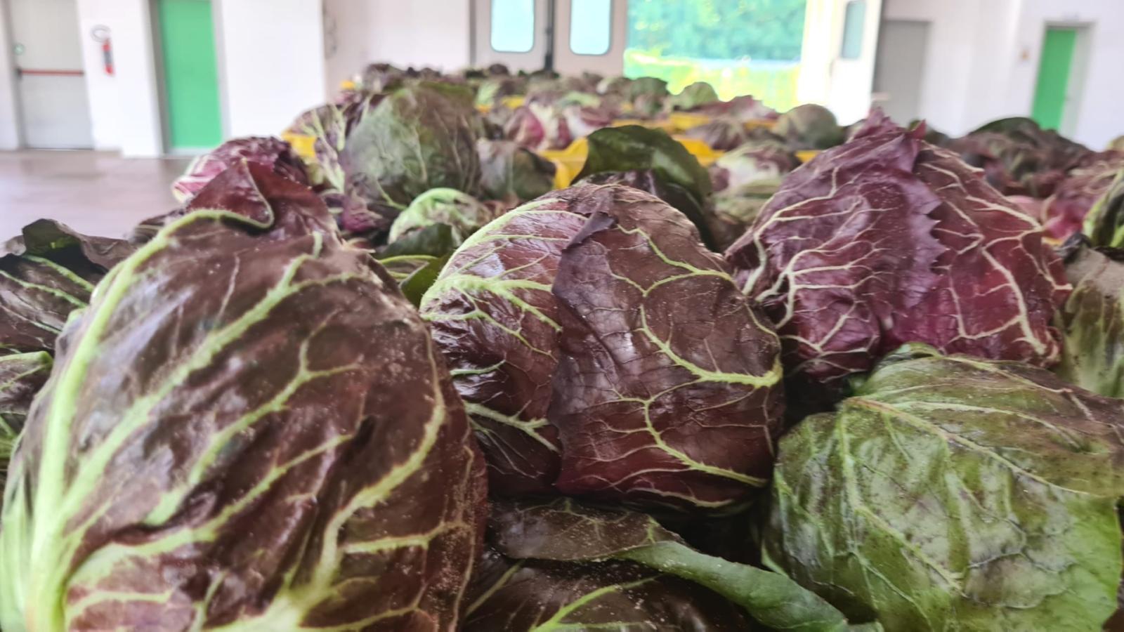 Radicchio, colla il fatturato locale