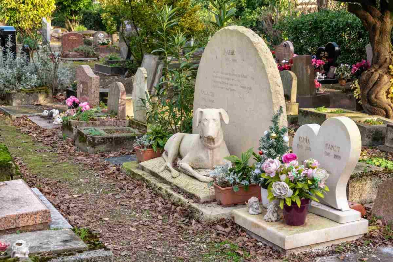 Cimitero per i cani, passi avanti