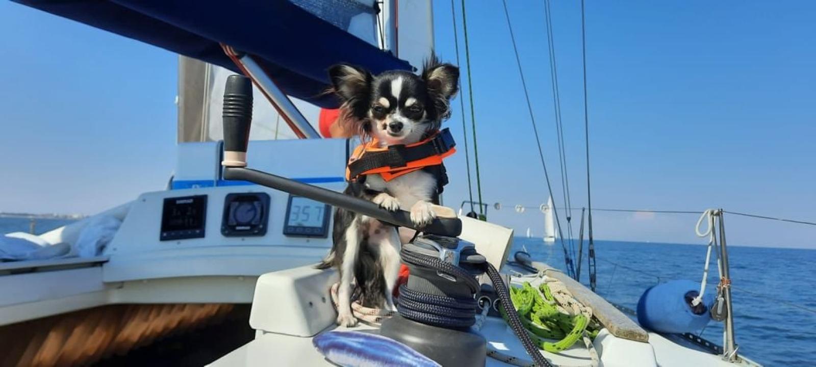 "Marinaio a 4 zampe", due giorni dedicati agli animali a bordo