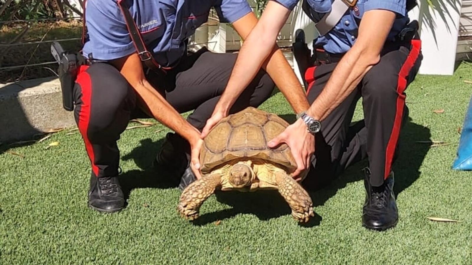 Tartaruga gigante a spasso per il centro