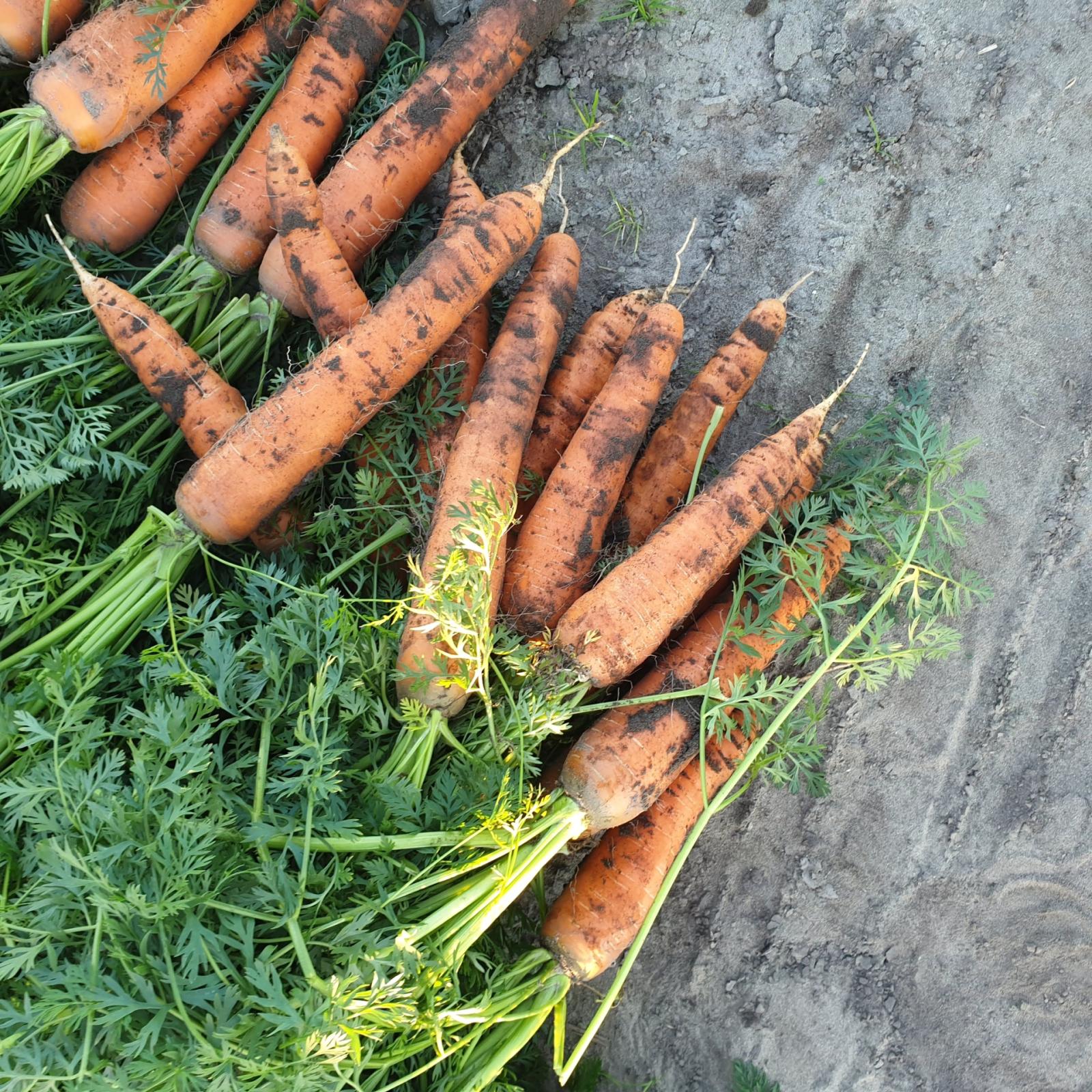 Carote di Chioggia in tutto il mondo