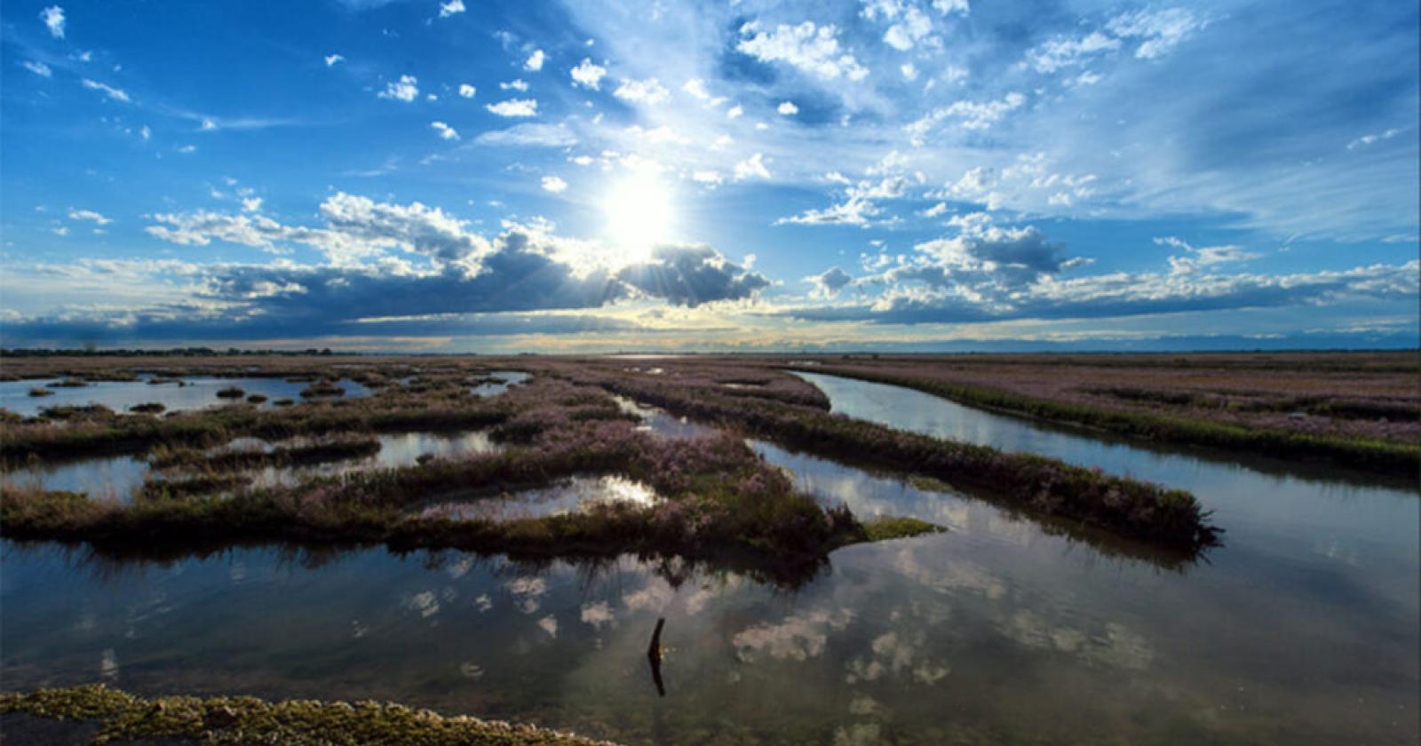Un progetto per conservare le barene della Laguna