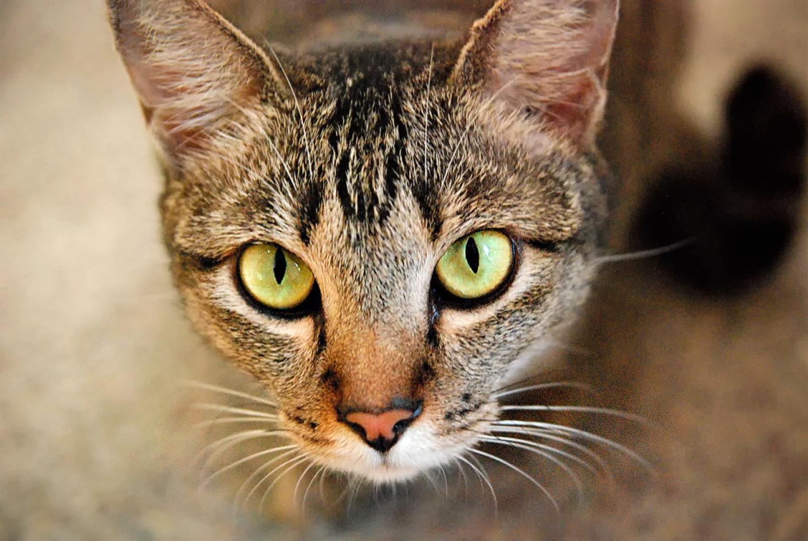 Orrore in strada, fucilate contro una gattina randagia