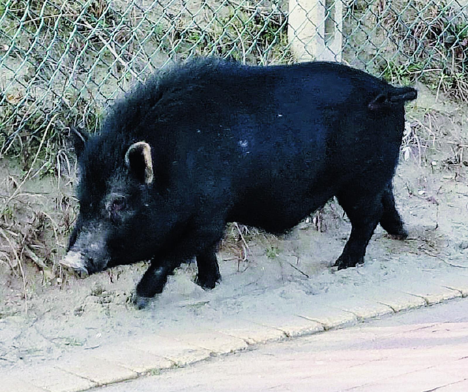 I Carabinieri di Mirano salvano un maialino dal macello