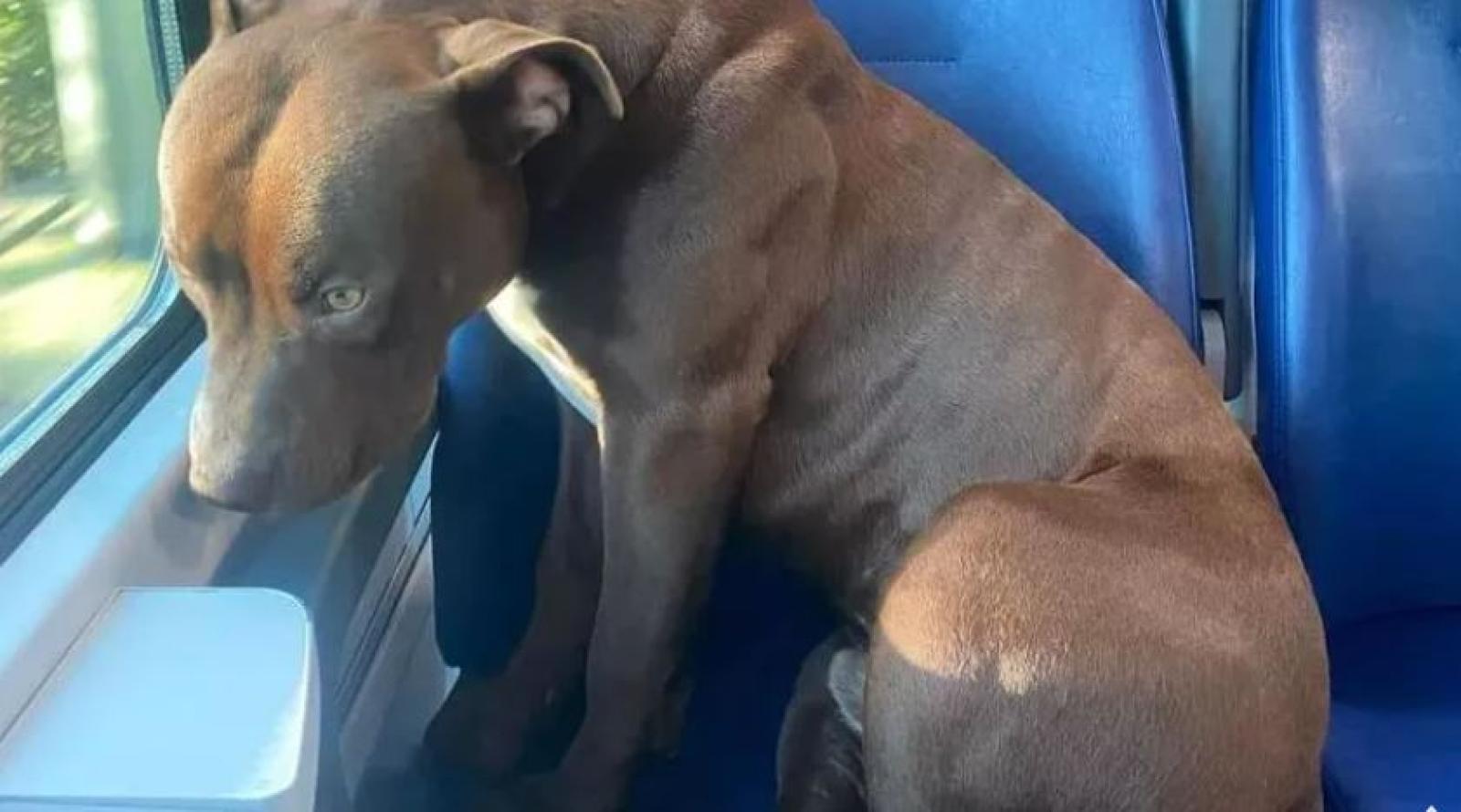 Rocky prende il treno da solo per raggiungere la padrona