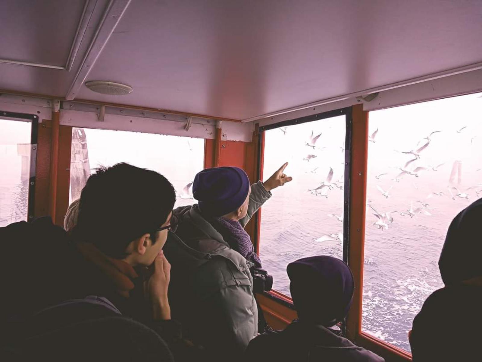 Gabbiani, in citt&agrave; avvistate due specie rare