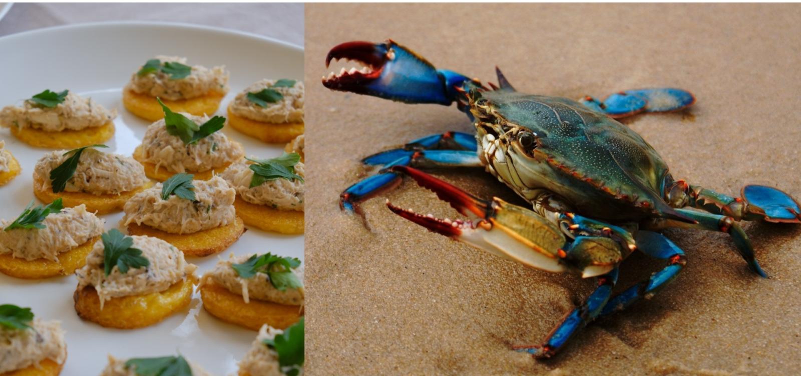 "Granchio blu, una polpa da 180 euro al chilo"