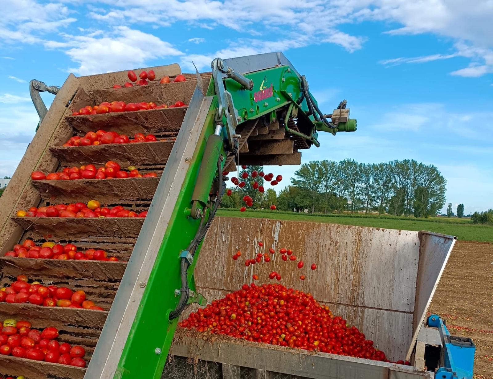 Pomodoro : Una stagione estiva tra successi ed incertezze