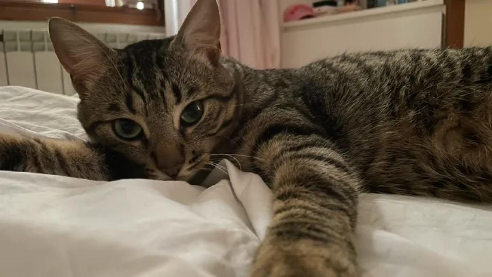 Picchia a morte il micio. "Mi ricorda il tuo ex"