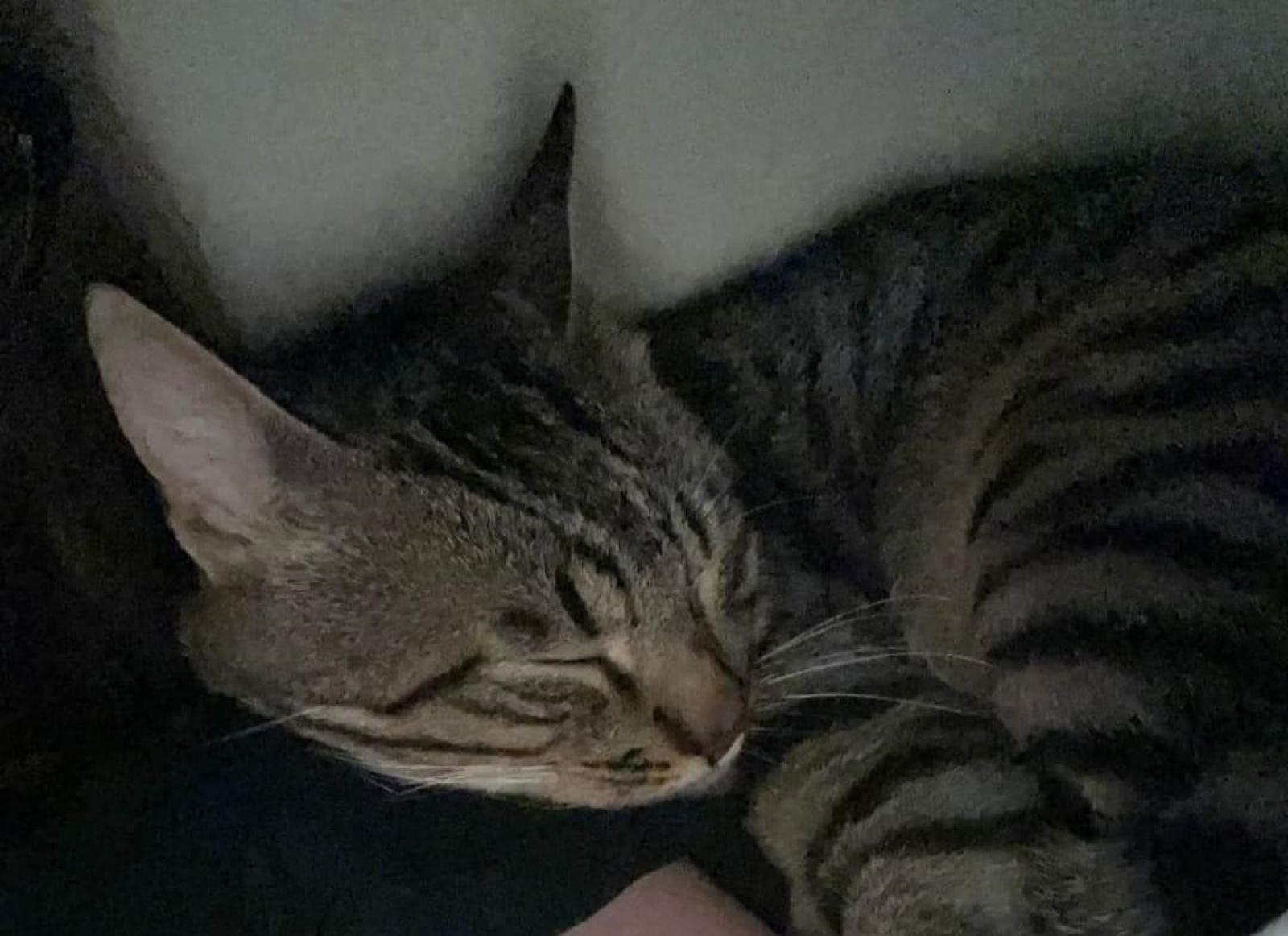 Morte del gatto Green, il sindaco: &ldquo;Qui non c&rsquo;&egrave; spazio per la violenza&rdquo;